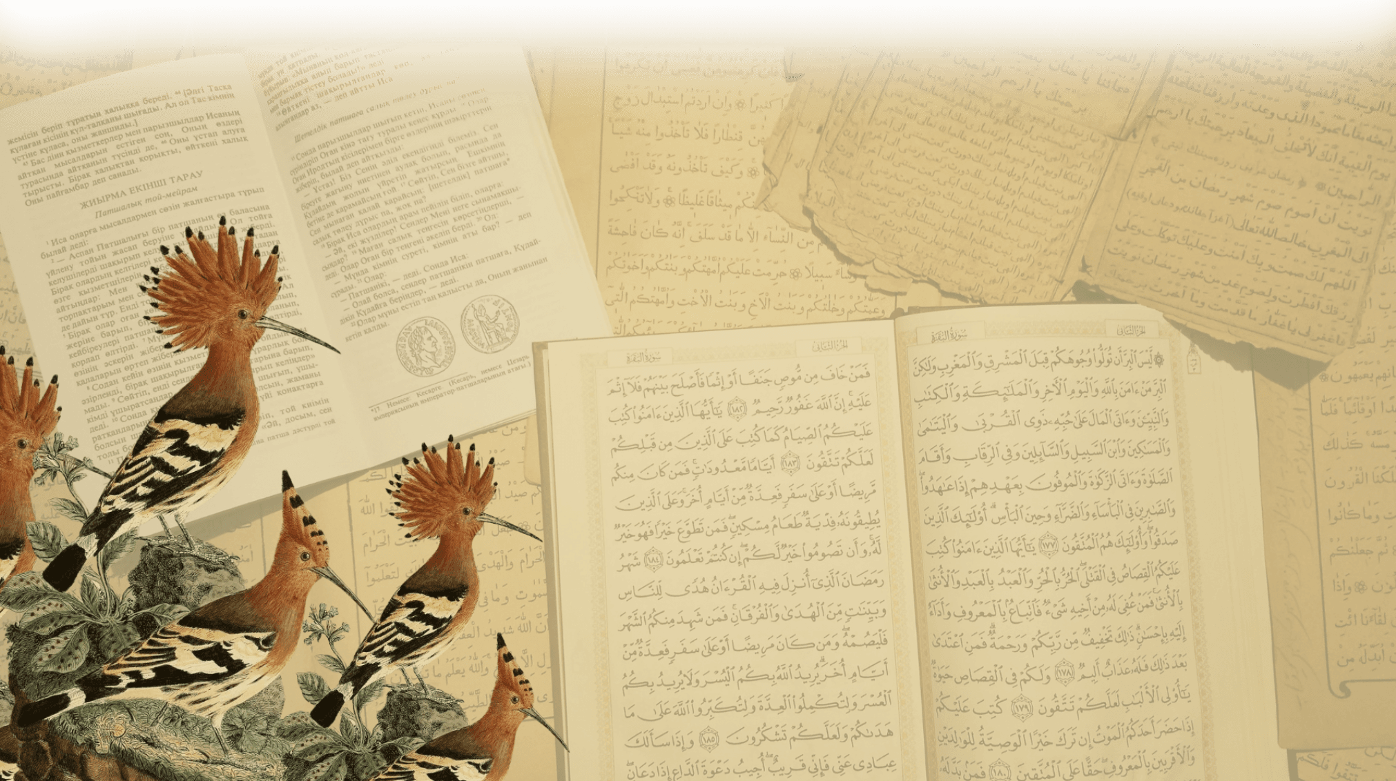 Illustration d'une huppe