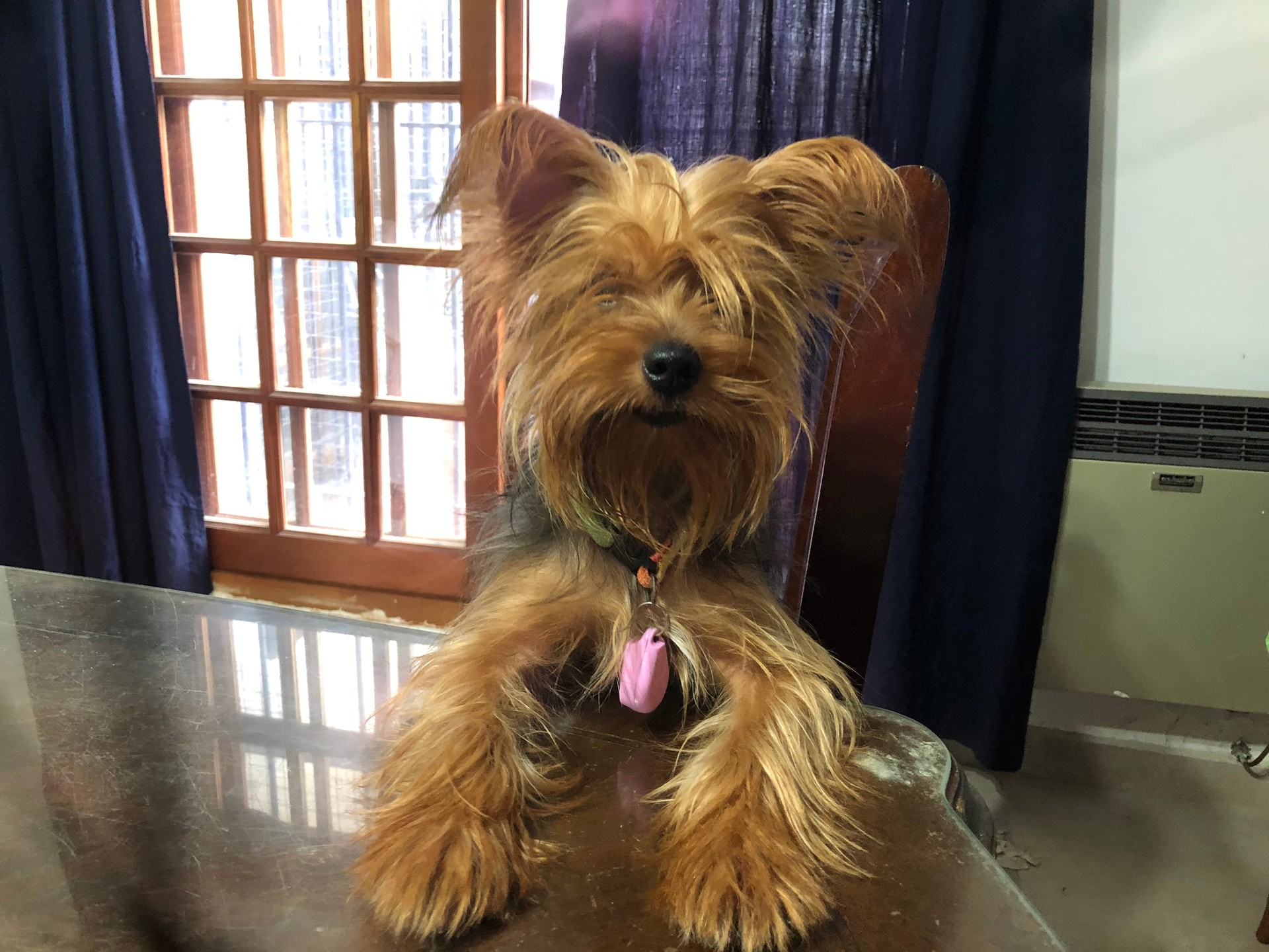 Chloe the dog