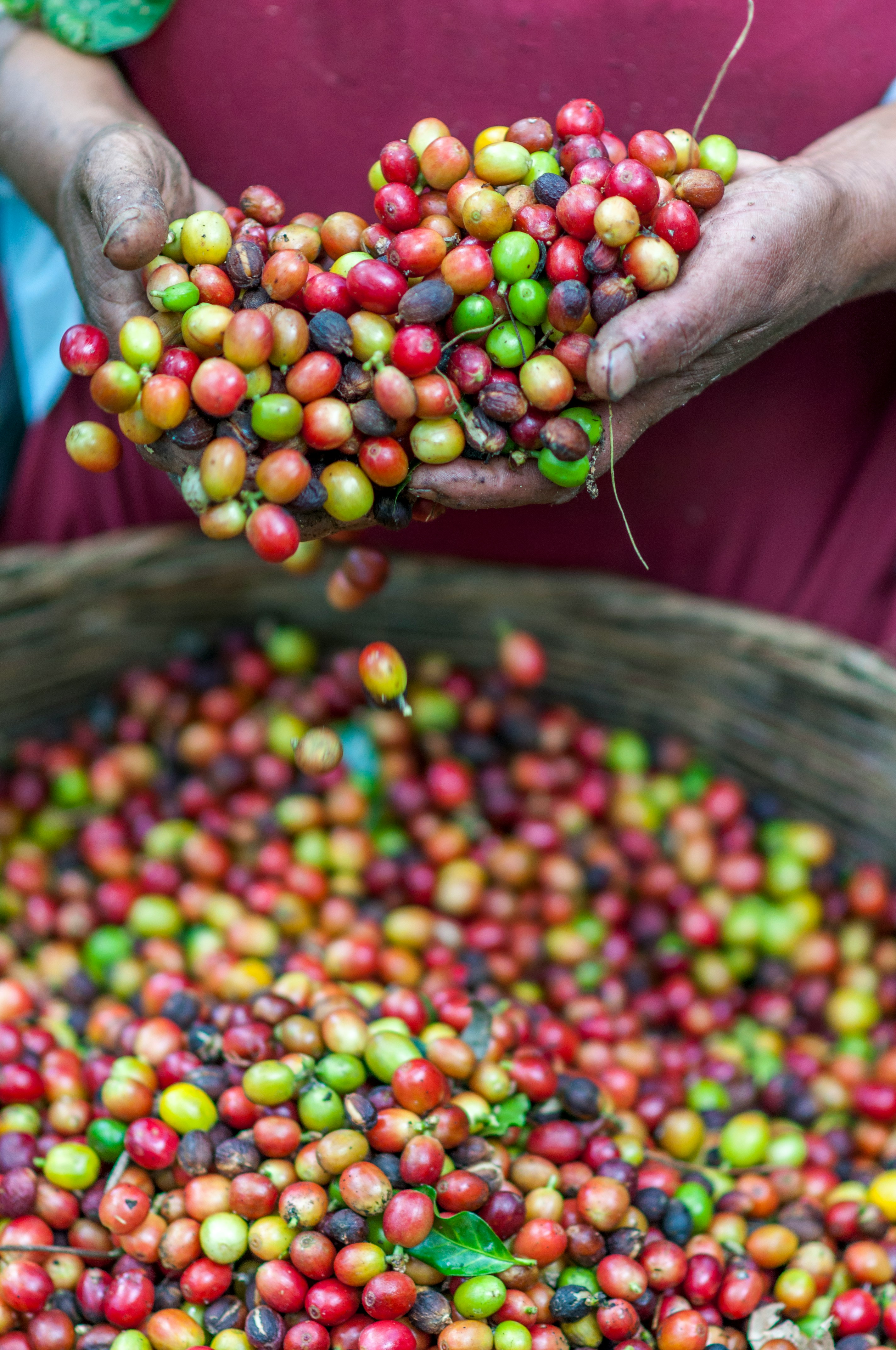 Coffee cherries in basket, freshly picked up