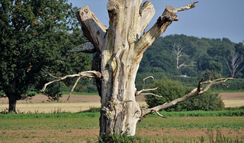 Tree Root Removal