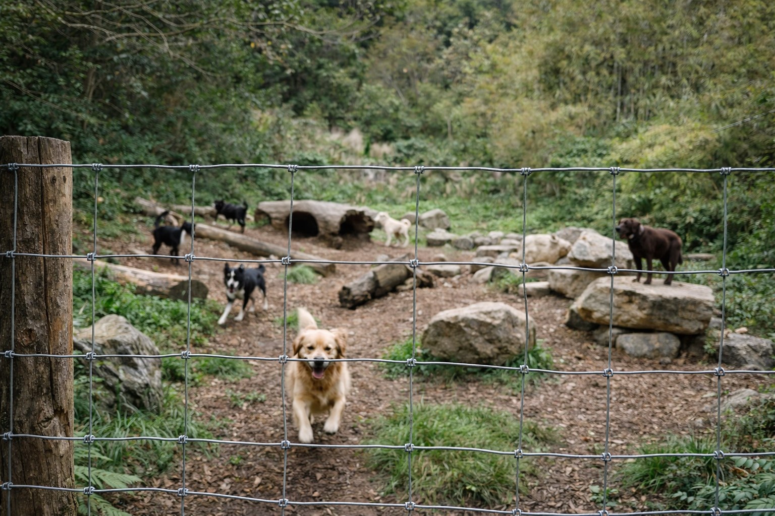 Dog Fence