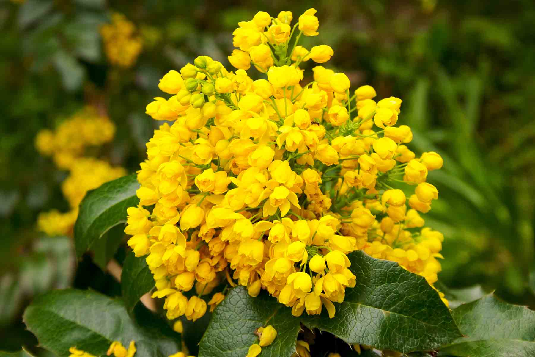 Oregon Grape Root Herb Profile