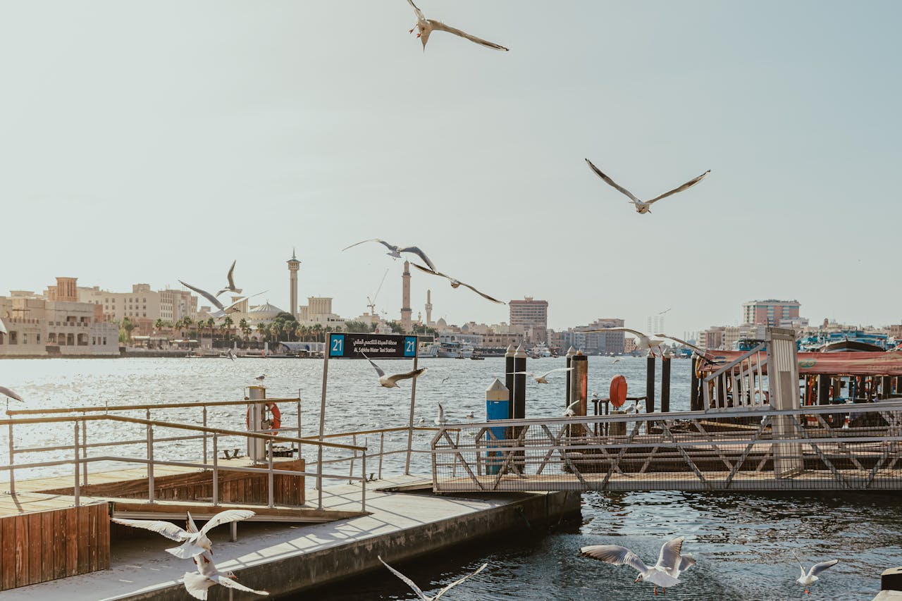 Seagulls flying over Dubai Creek’s waterfront dock and pier, a popular spot for fishing in Dubai.