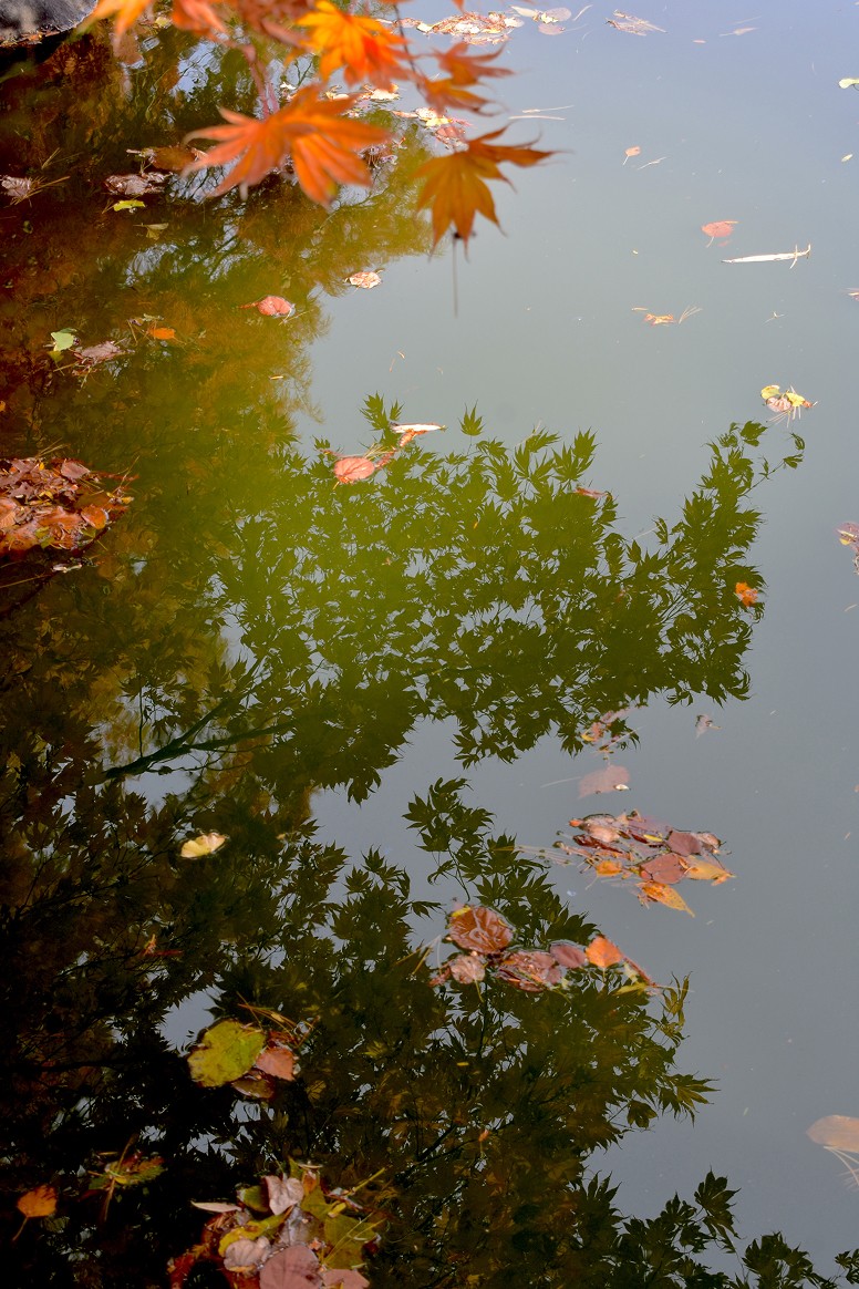 Pond Reflection - My Dao Designer Portfolio