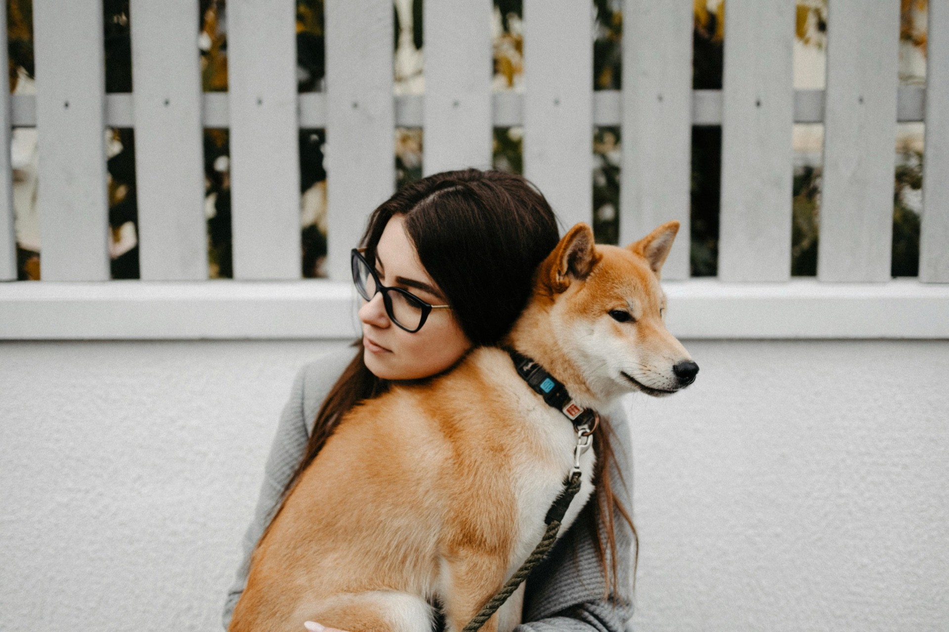 Shiba Inu dog jumping to catch falling autumn leaves