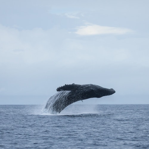 在多云的天空下，一只座头鲸跃出水面，重重地溅落回海中，场面壮观。