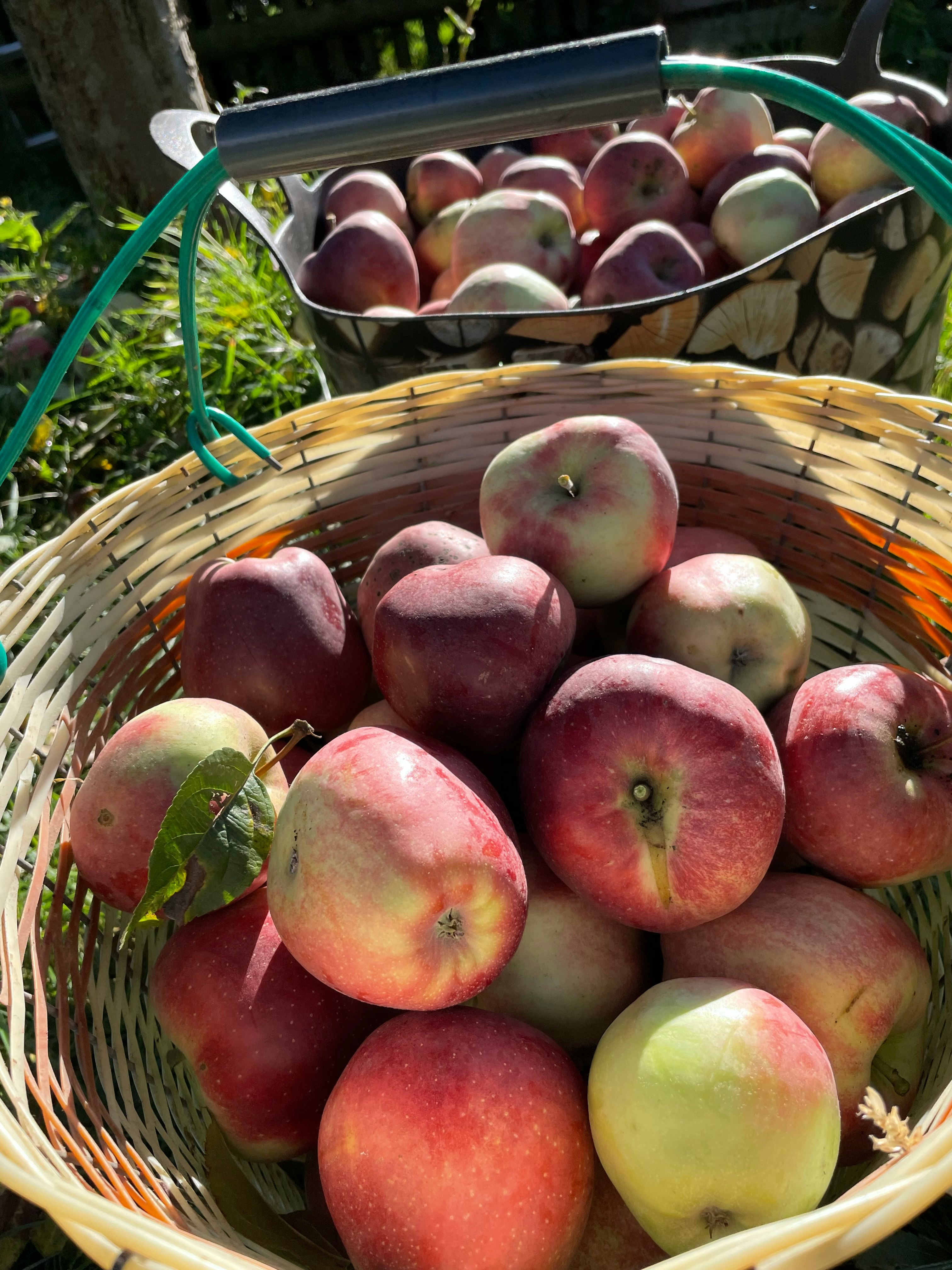 Baskets overflowing with freshly picked red apples.