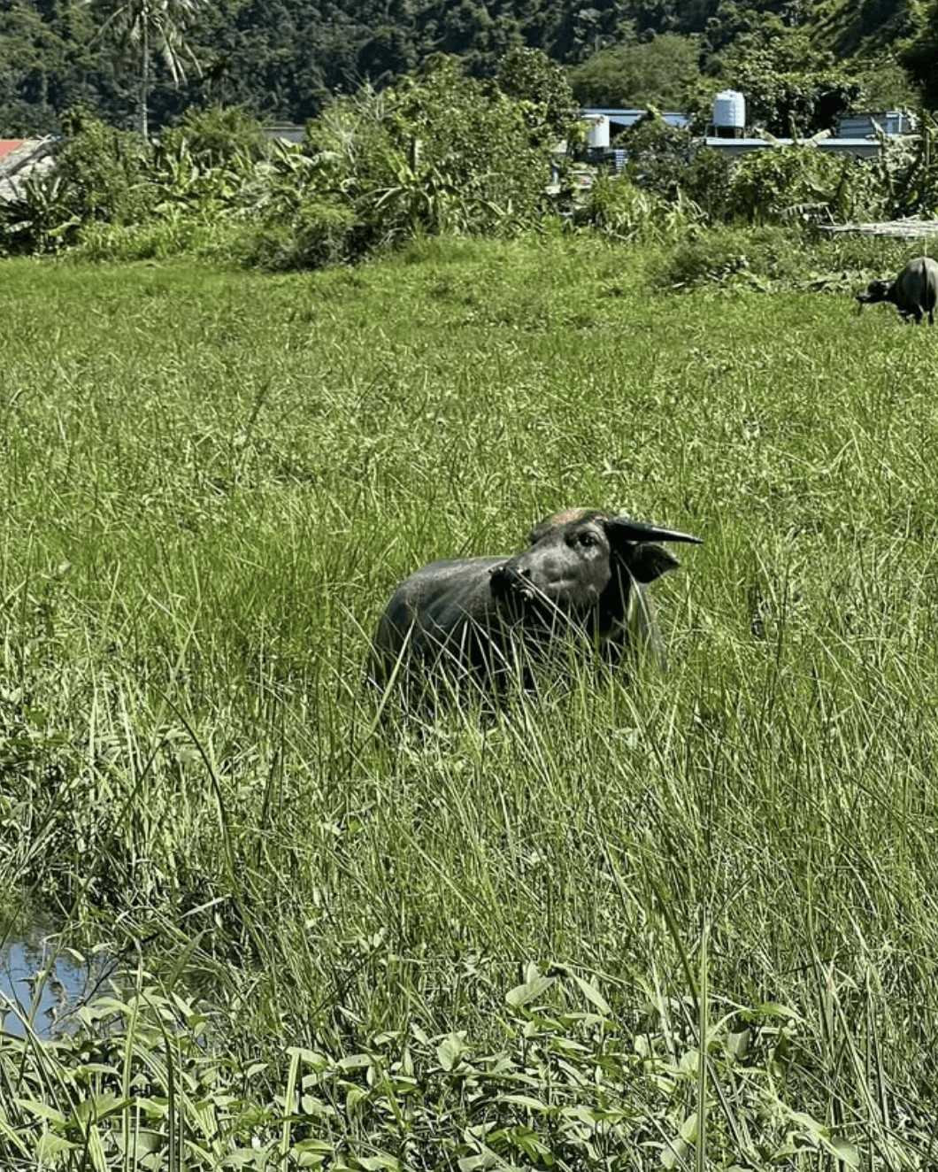 a person holding a small bowl of food