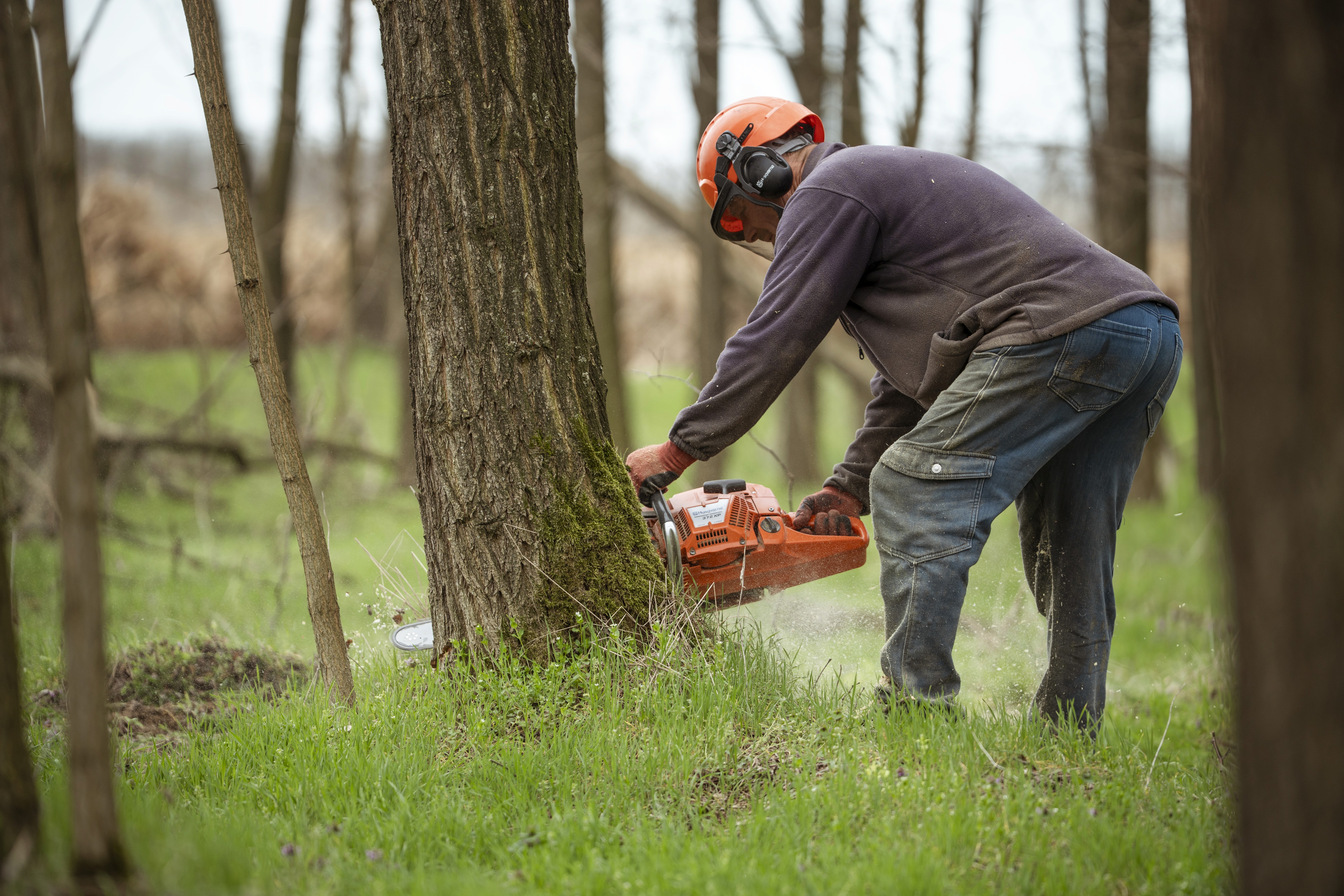 Mann mit Kettensäge fällt eine Robinie