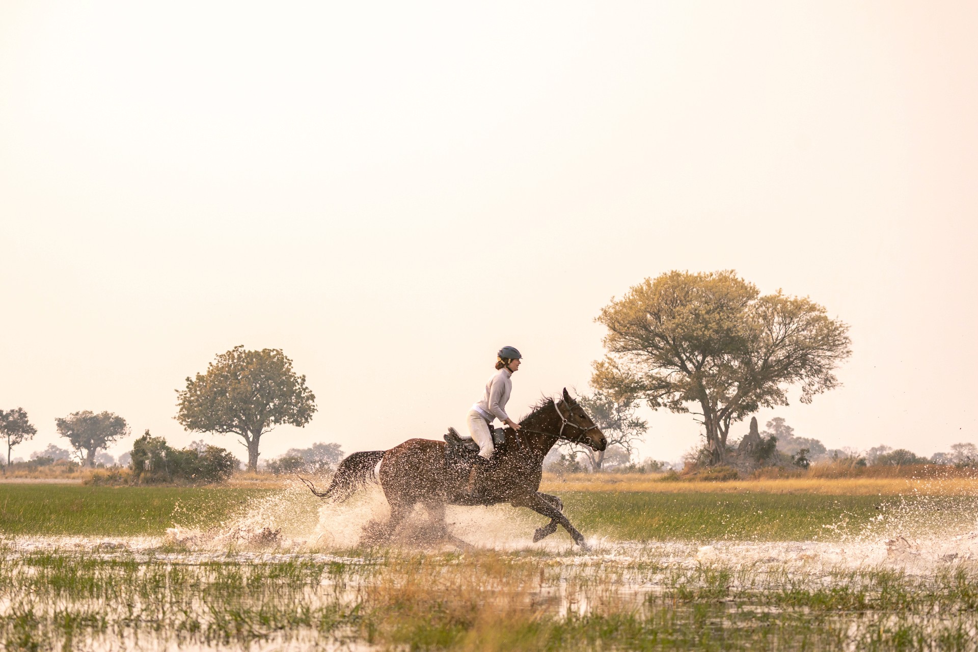 Kujwana Delta Ride, Okavango Delta, Botswana. Ryttare till häst på ridsafari galopperar genom låg flodbank, vattnet skvätter runt hovarna. Vackert och grönt landskap, och skymning.