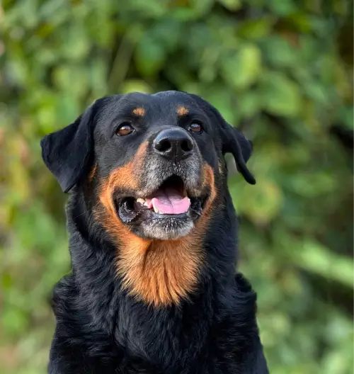 A Rottweiller looking straight forwardwith the mouth open and a green back ground