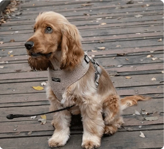 Hund med sele från secondhandbutiken Tassa och Trava – Bättre begagnat.