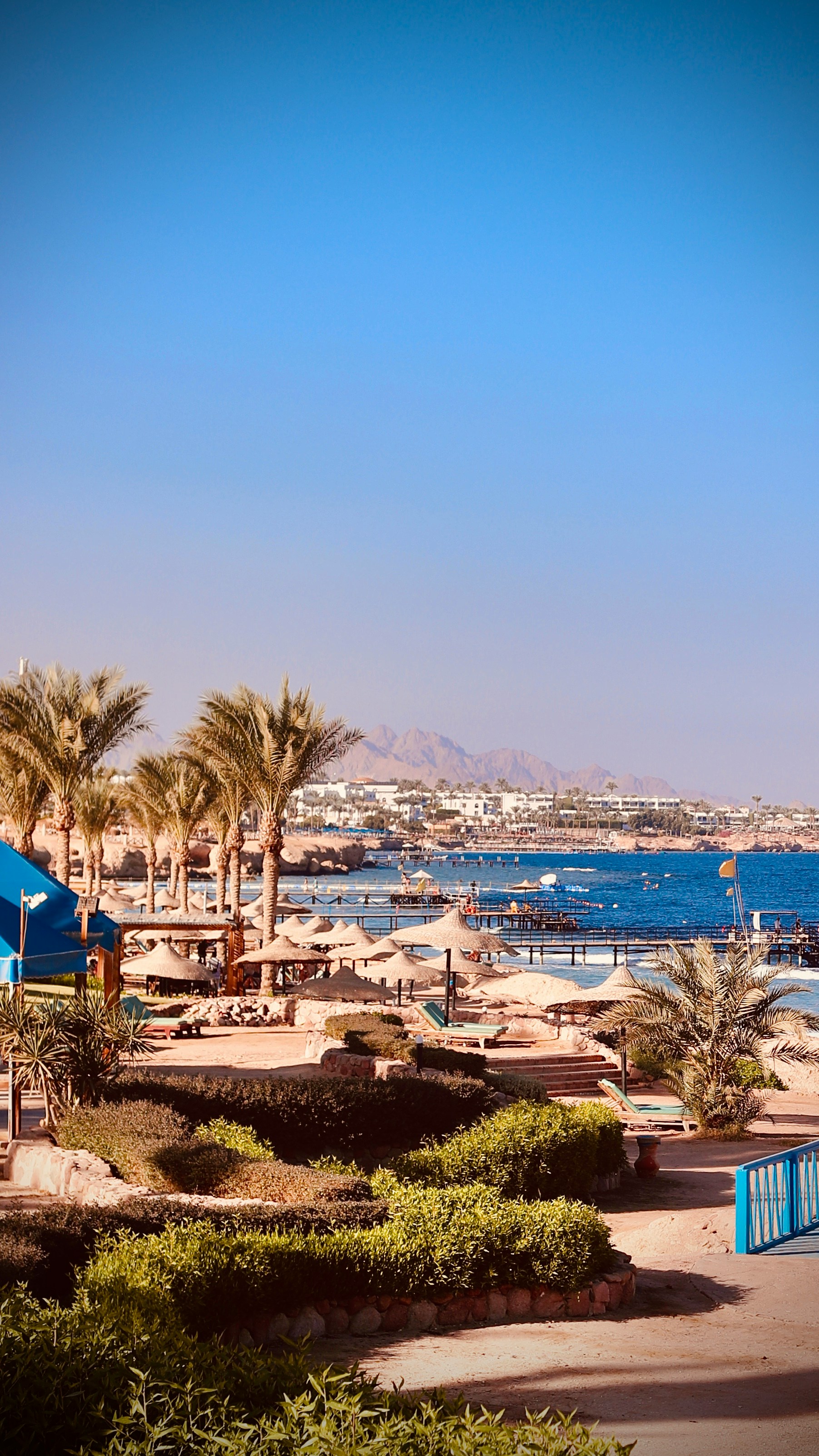 a beach with palm trees and a body of water