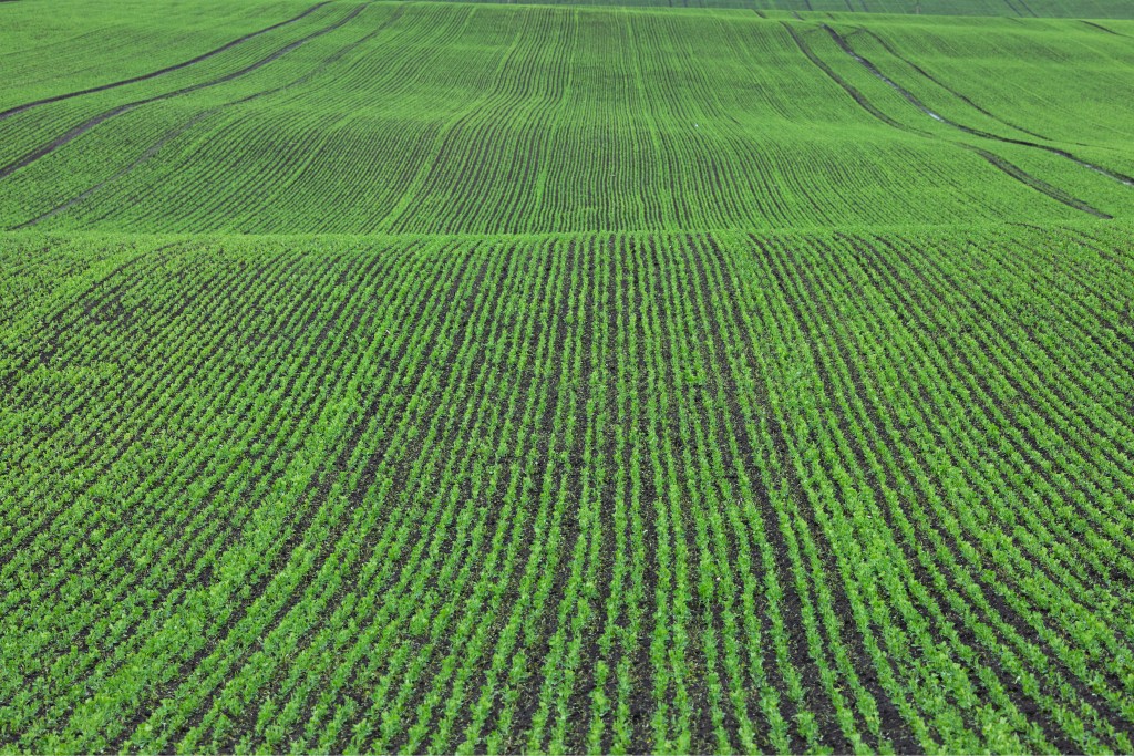 Pea farm