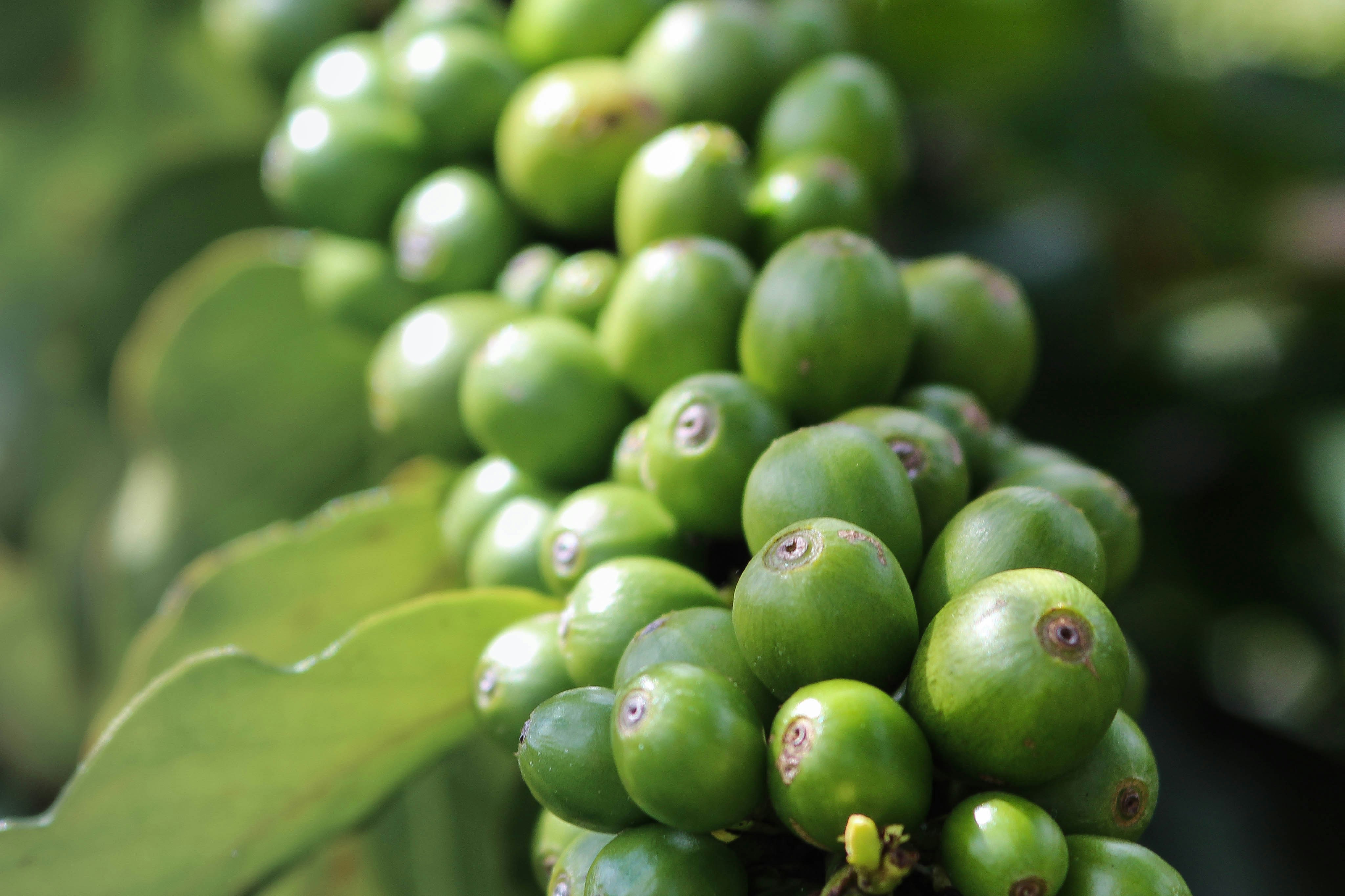 Green Coffee