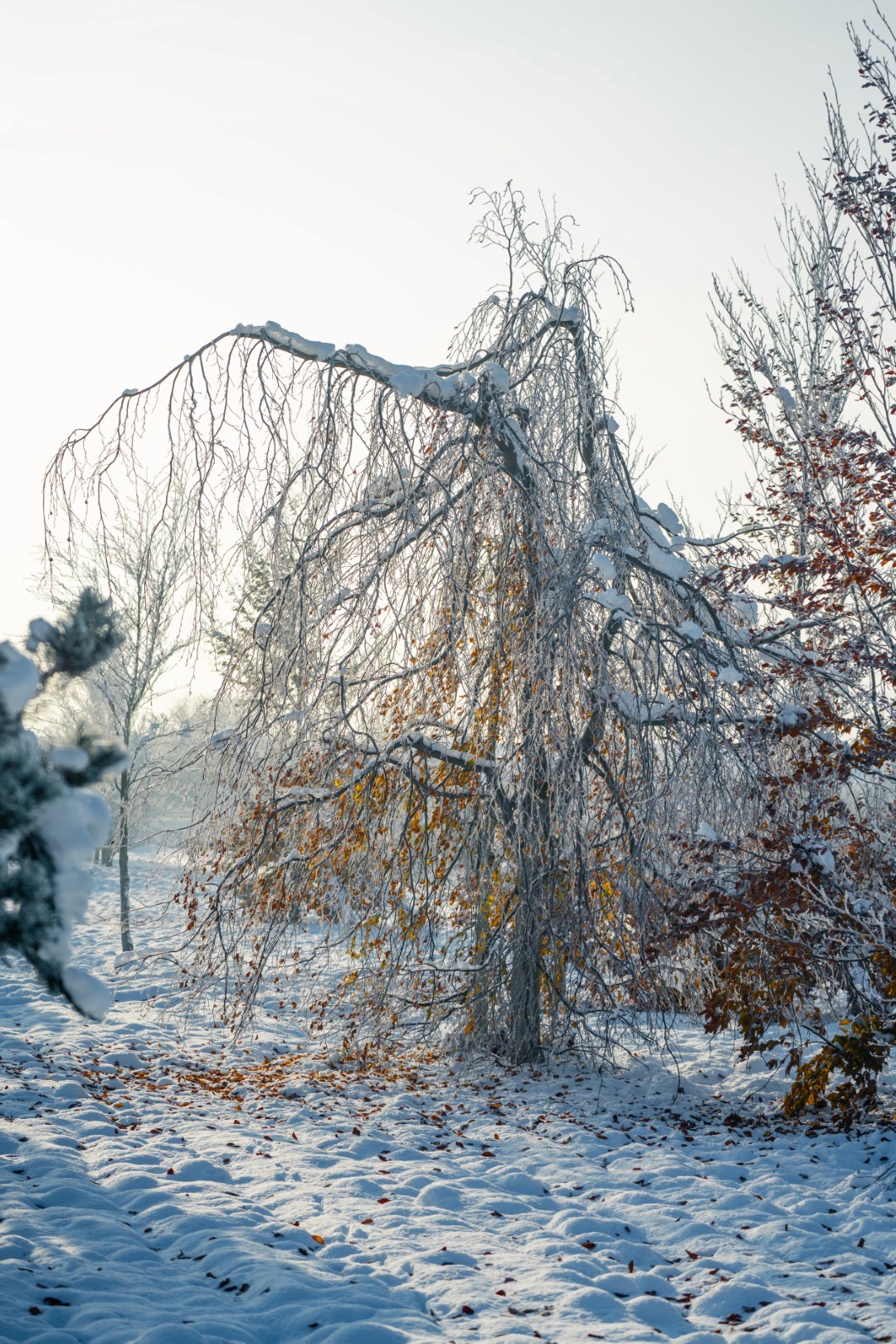 Fagus ‘Pendula’ mit stark überhängenden, langen Ästen und elegant herabfallender Krone.