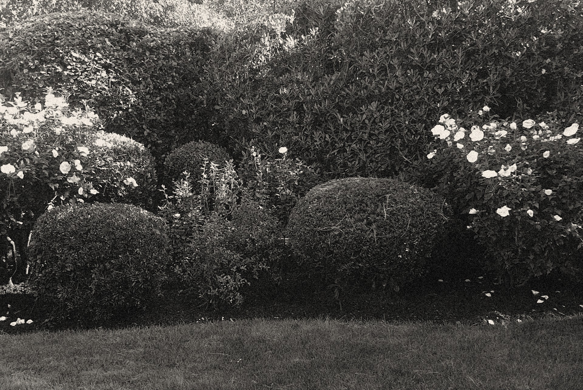 Vue de jardin avec arbustes taillés et rosiers, section galerie d'aménagements extérieurs par Invivo Paysage