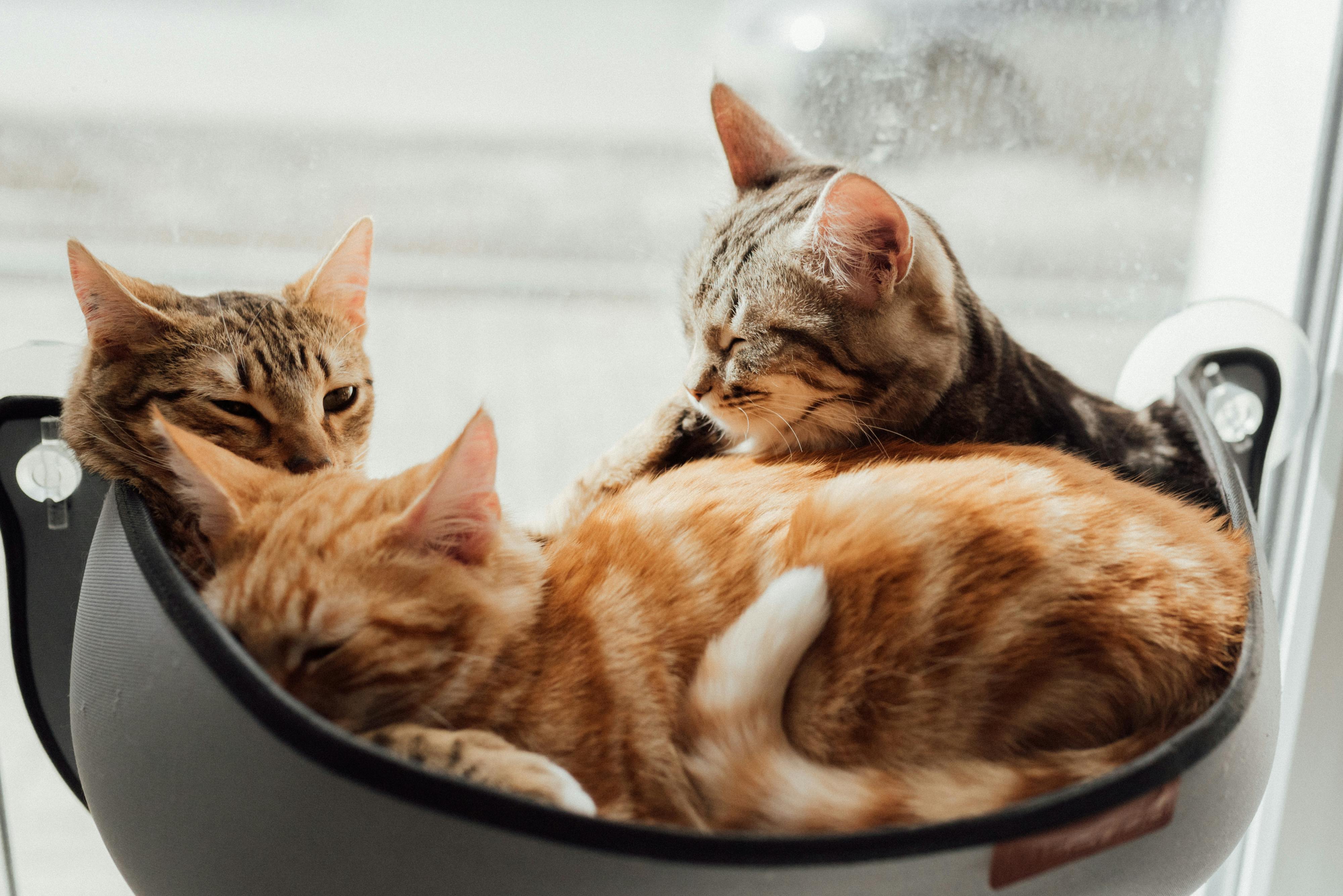 Ringworm in cats can spread through direct contact with infect animals