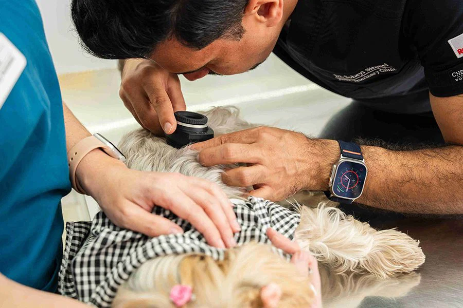 A veterinarian is using a tool to take a closer look at the dog's skin condition.