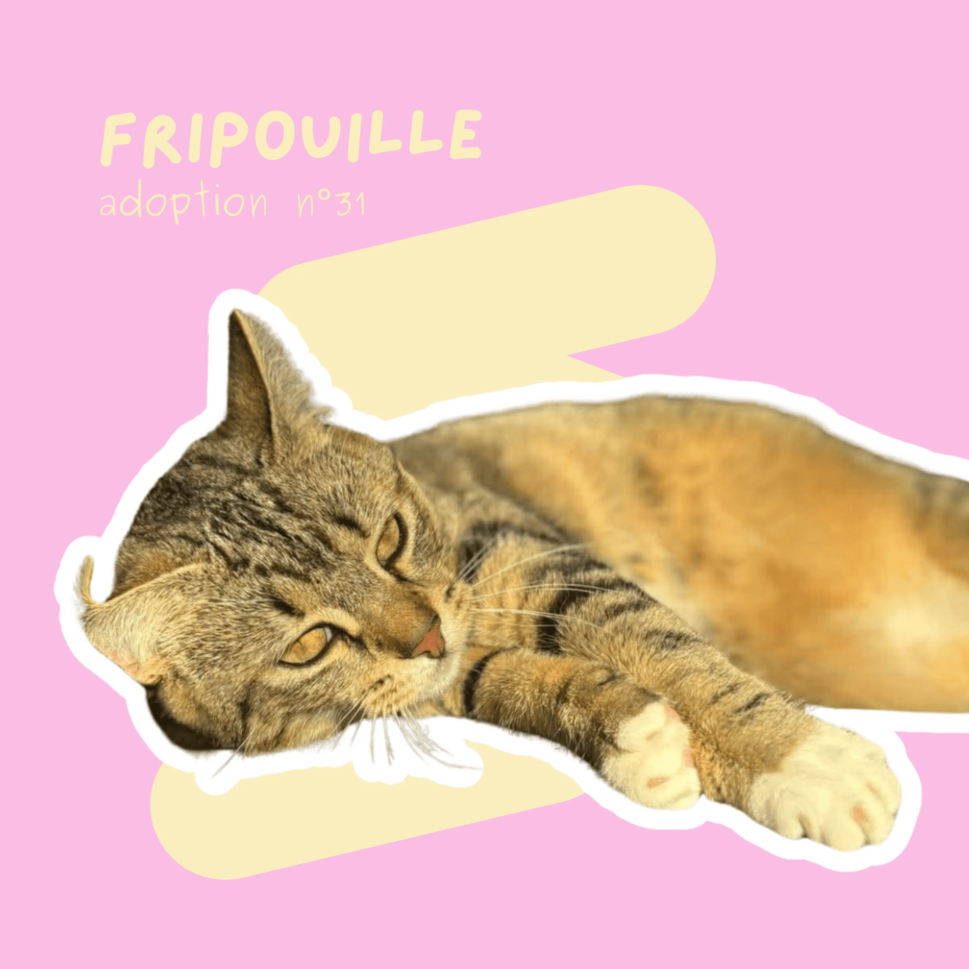 chat-fripouille