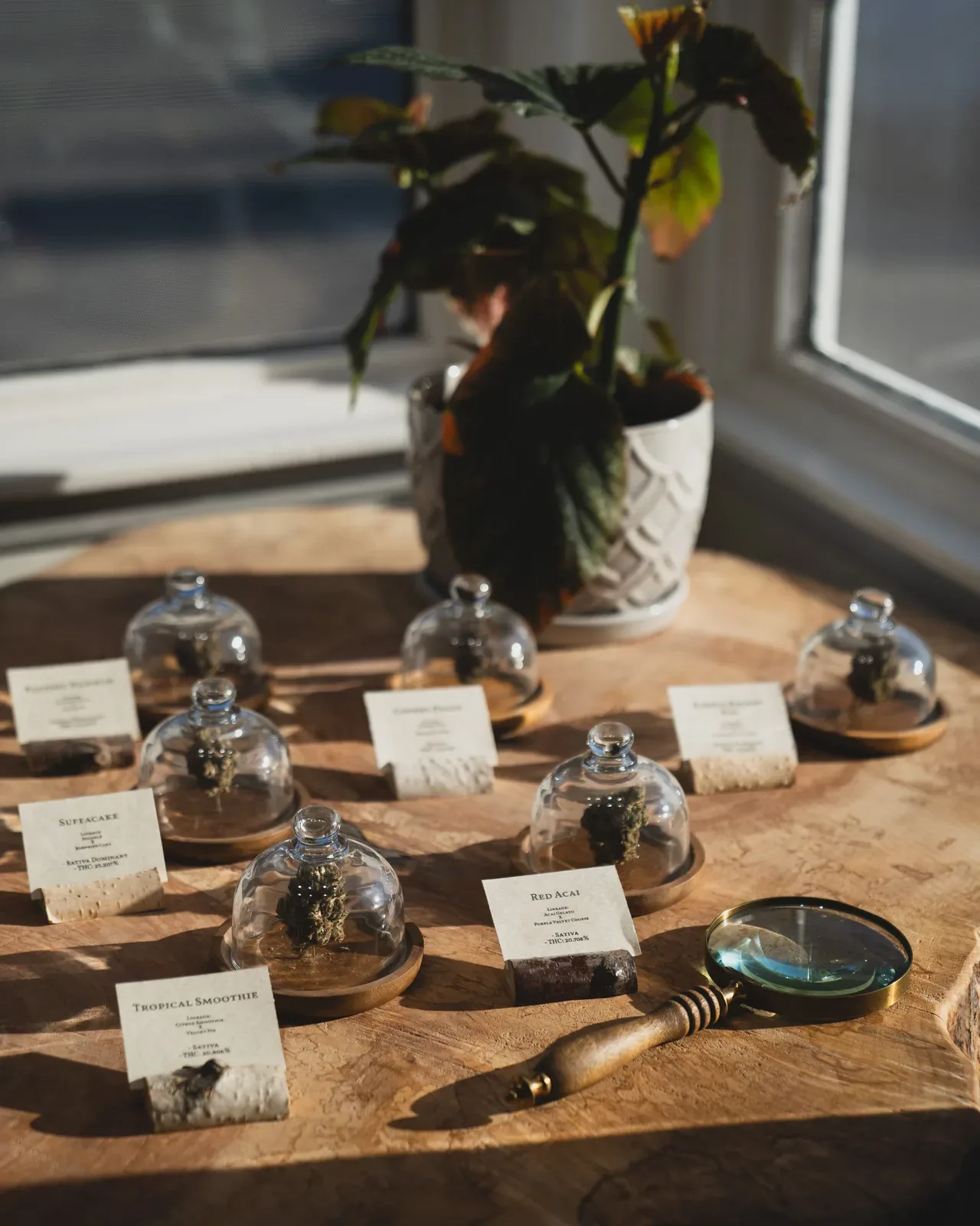 Sunkissed Farm cannabis varietal tasting display with glass domes and handwritten cards in natural window light, including Tropical Smoothie and Suffacake varietals