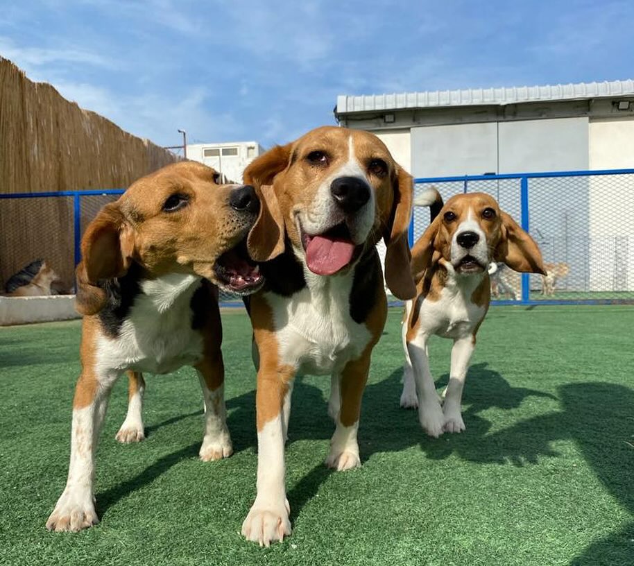 Beagles Enjoying Dog Friendly Beach in Dubai