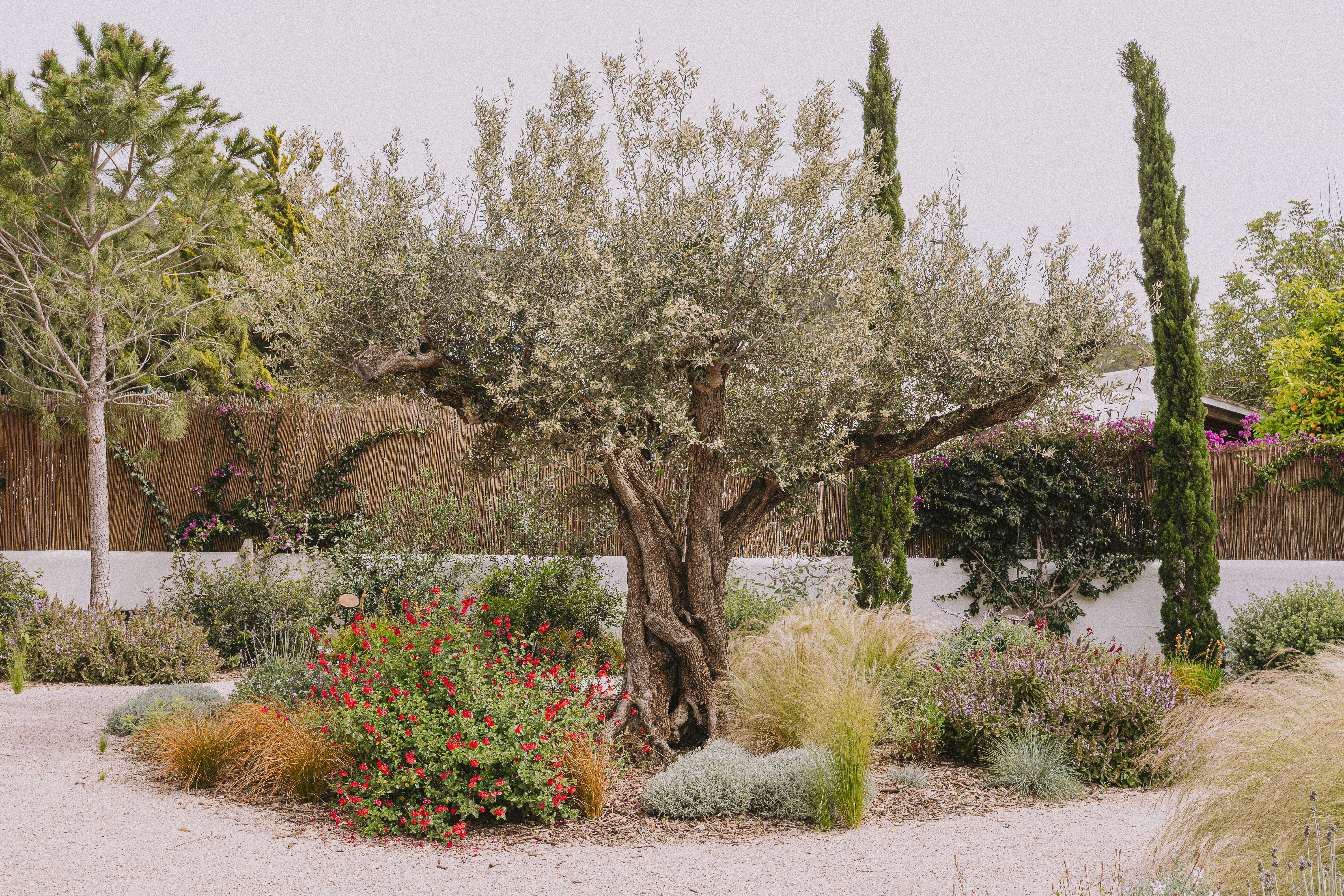 Eiviss Garden