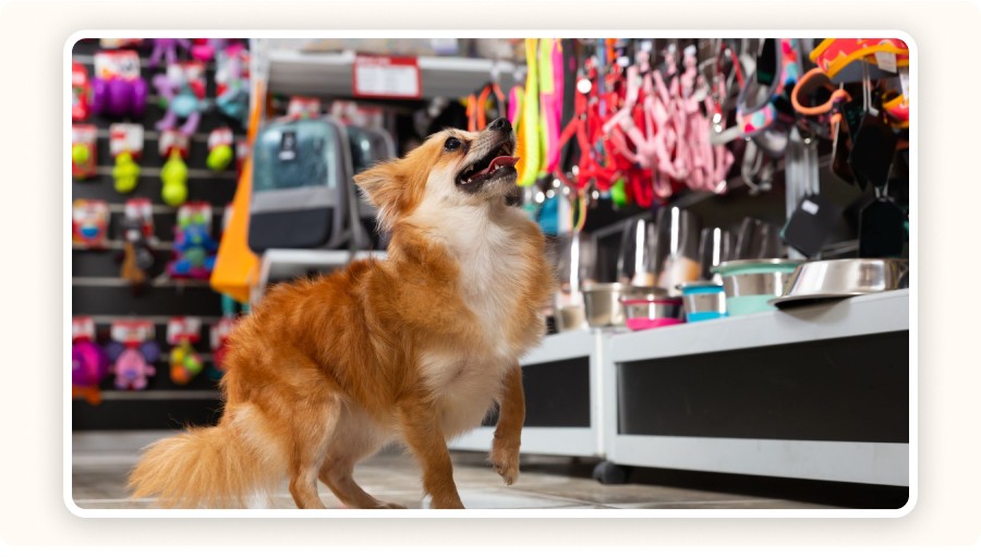 dog looking at pet accessories