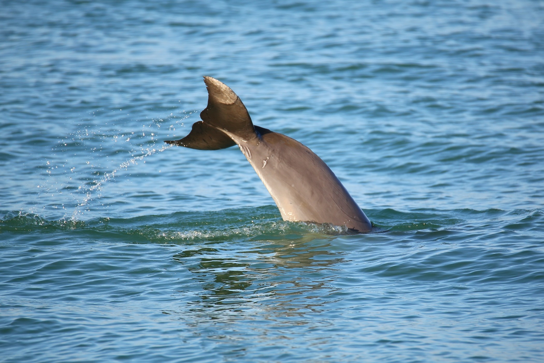 dolphin emerging from water sadler point