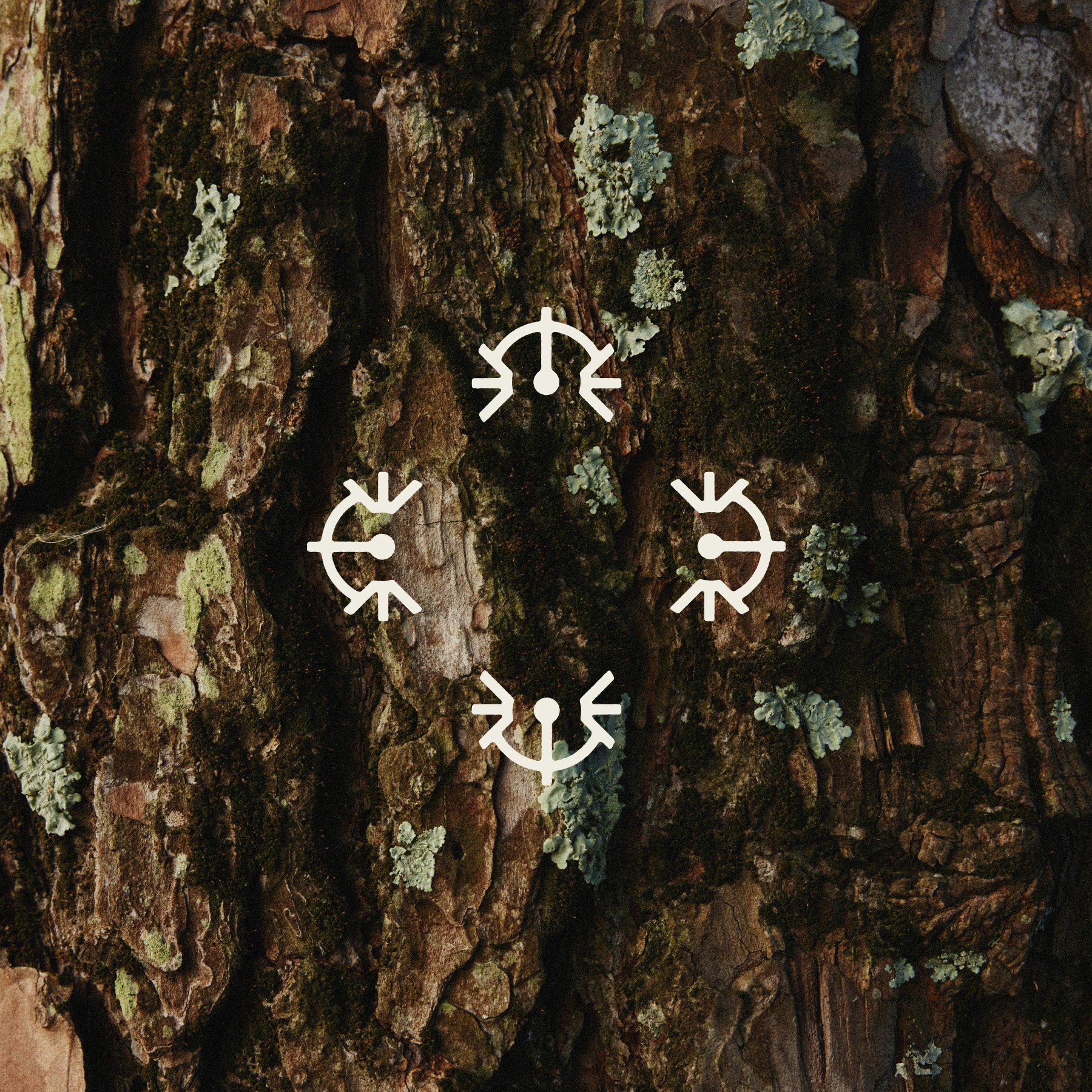 Zbliżenie na korę drzewa, symbole na środku symbolizujące dostęp