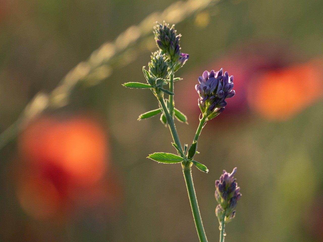 Alfalfa Herb Photo