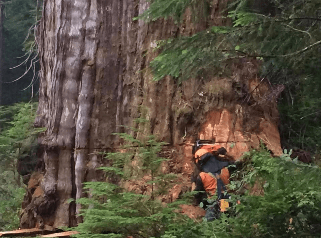 Man falling big tree