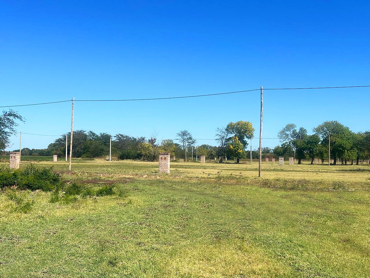 Close-up of lush, dark green leaves, some glossy and wet, against a muted background.