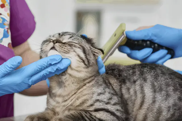 Anesthesia-free dental cleaning