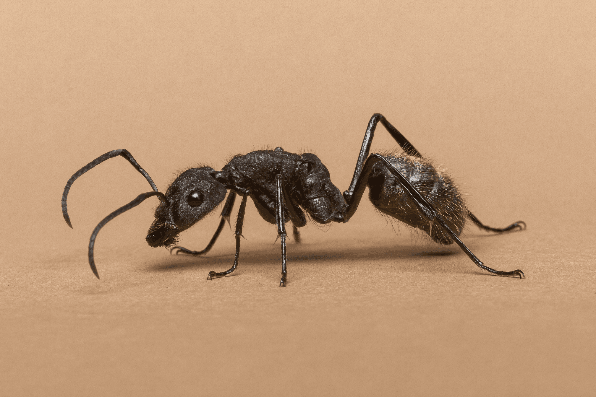 Ants