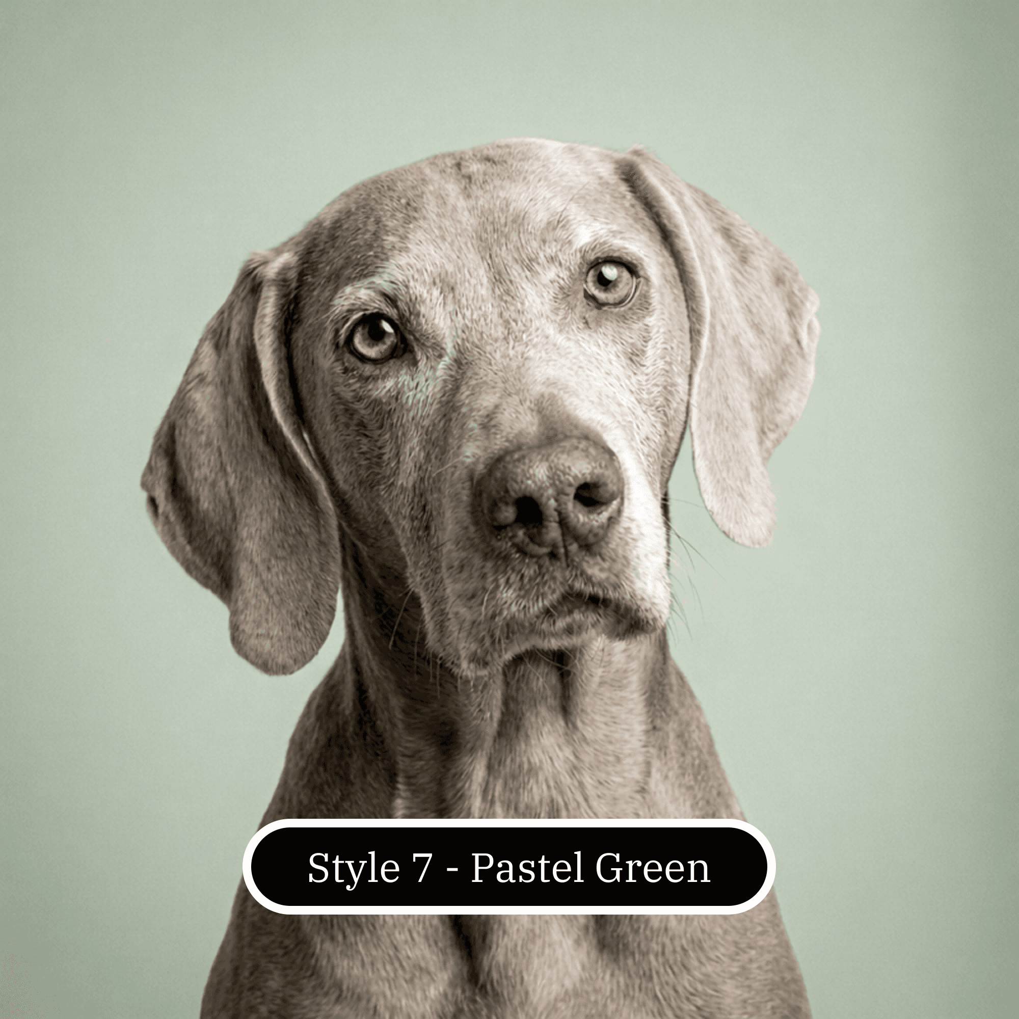 French Bulldog portrait