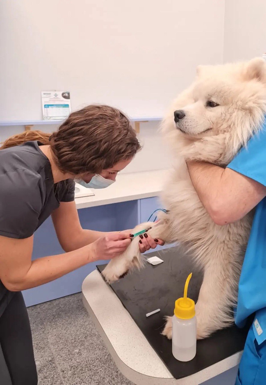 Dr. Anna gives a vaccine to a dog during visit