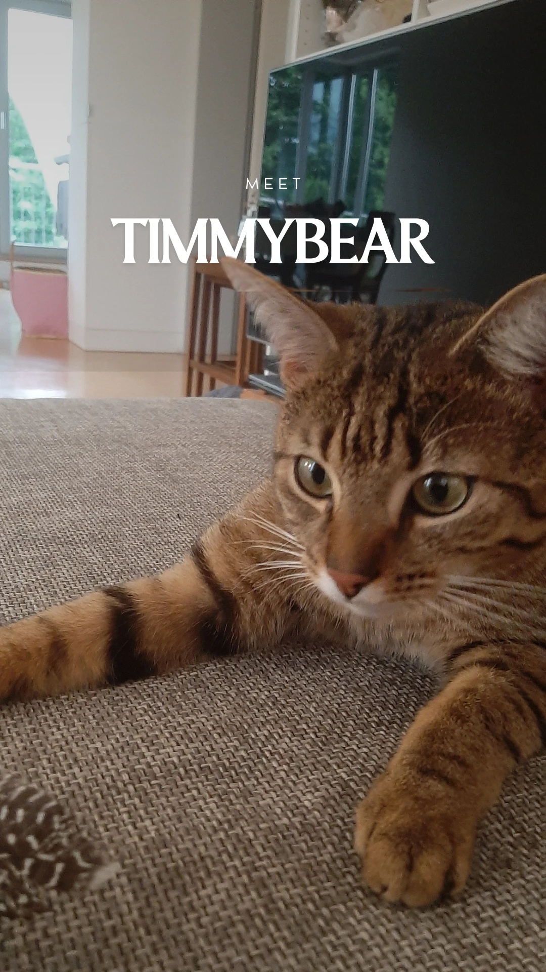 Kater Timmy - Katzenbetreuung Hamburg 