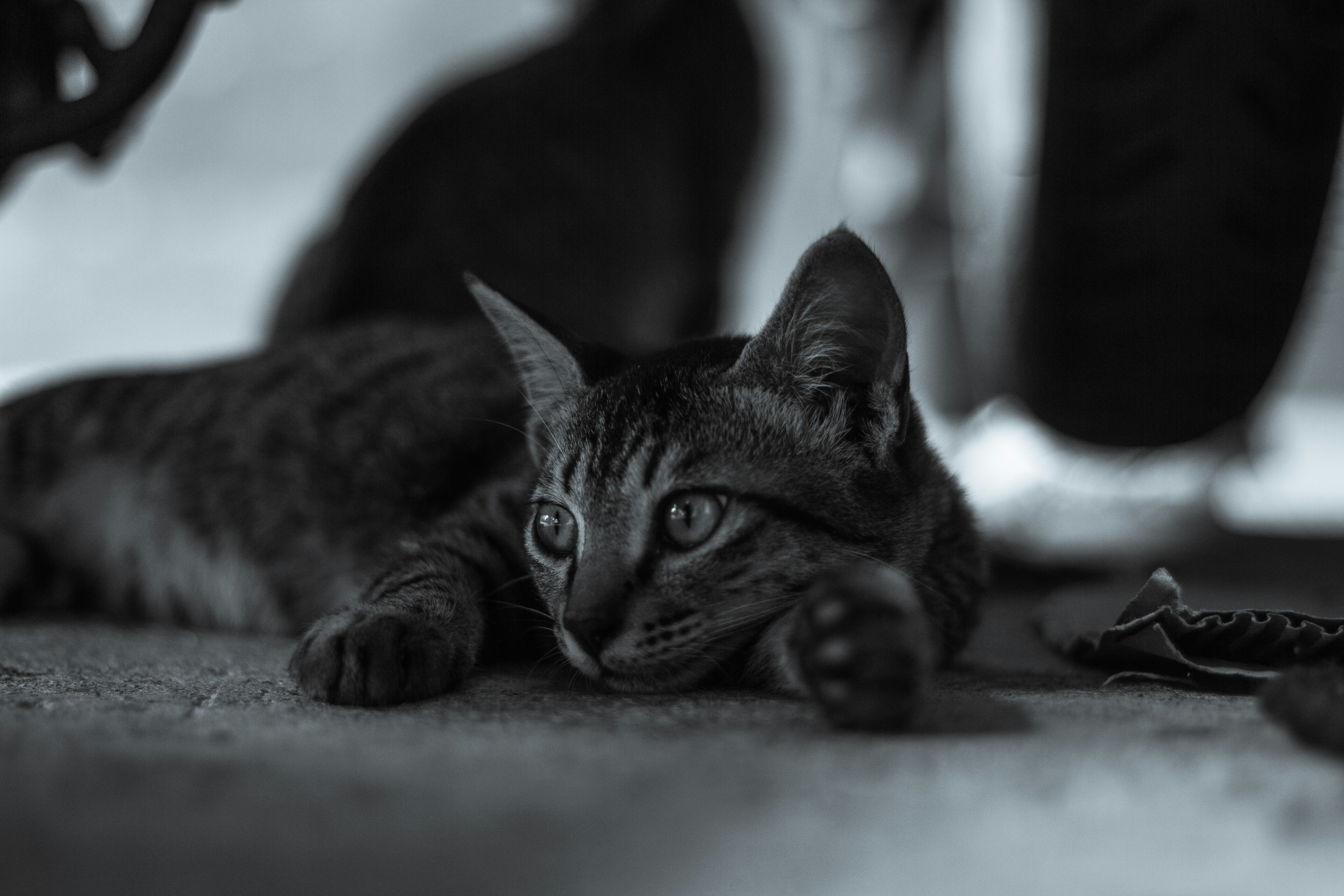 a black and white photo of a cat laying on the floor
