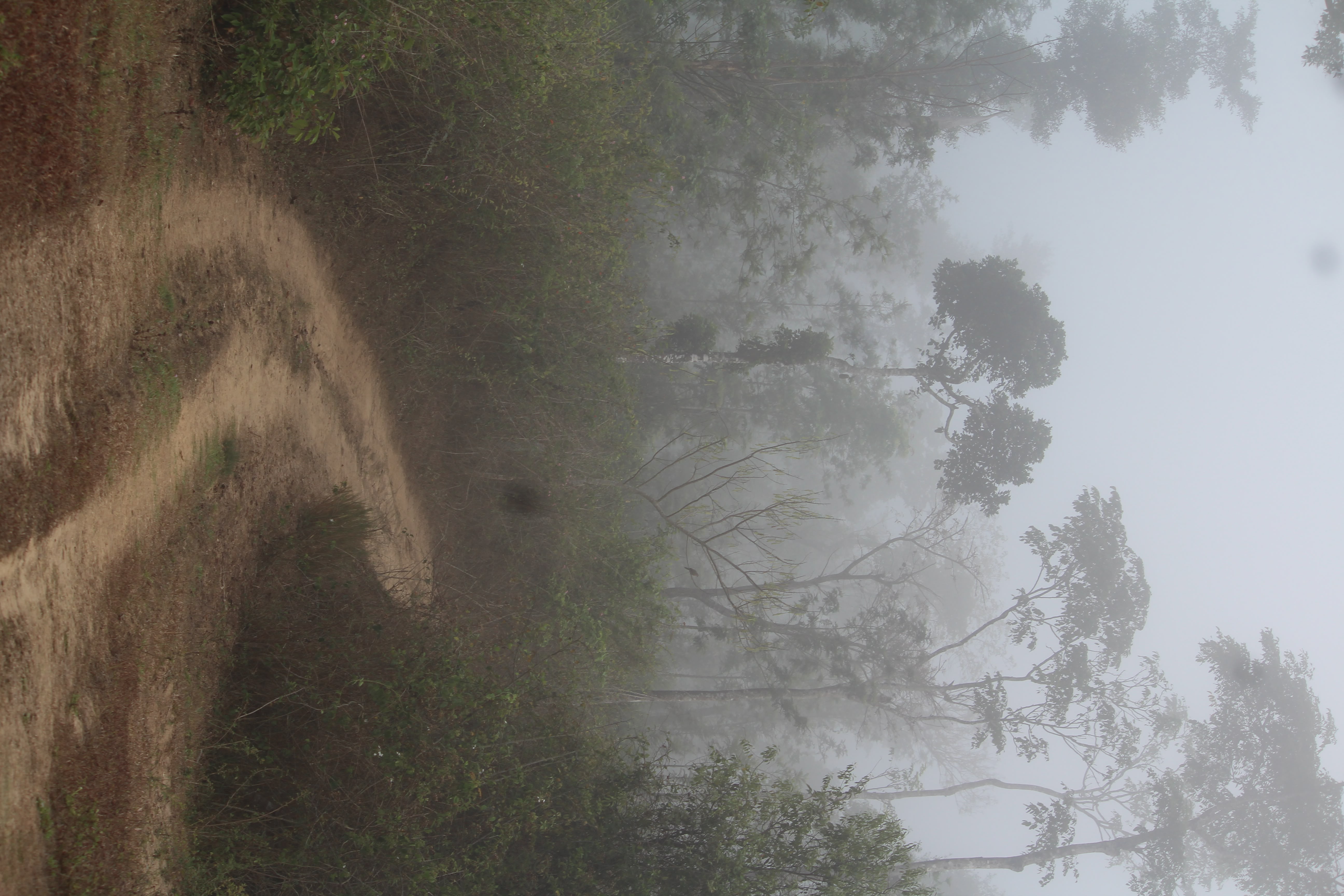 Way to Sannidhi Ecofarms
