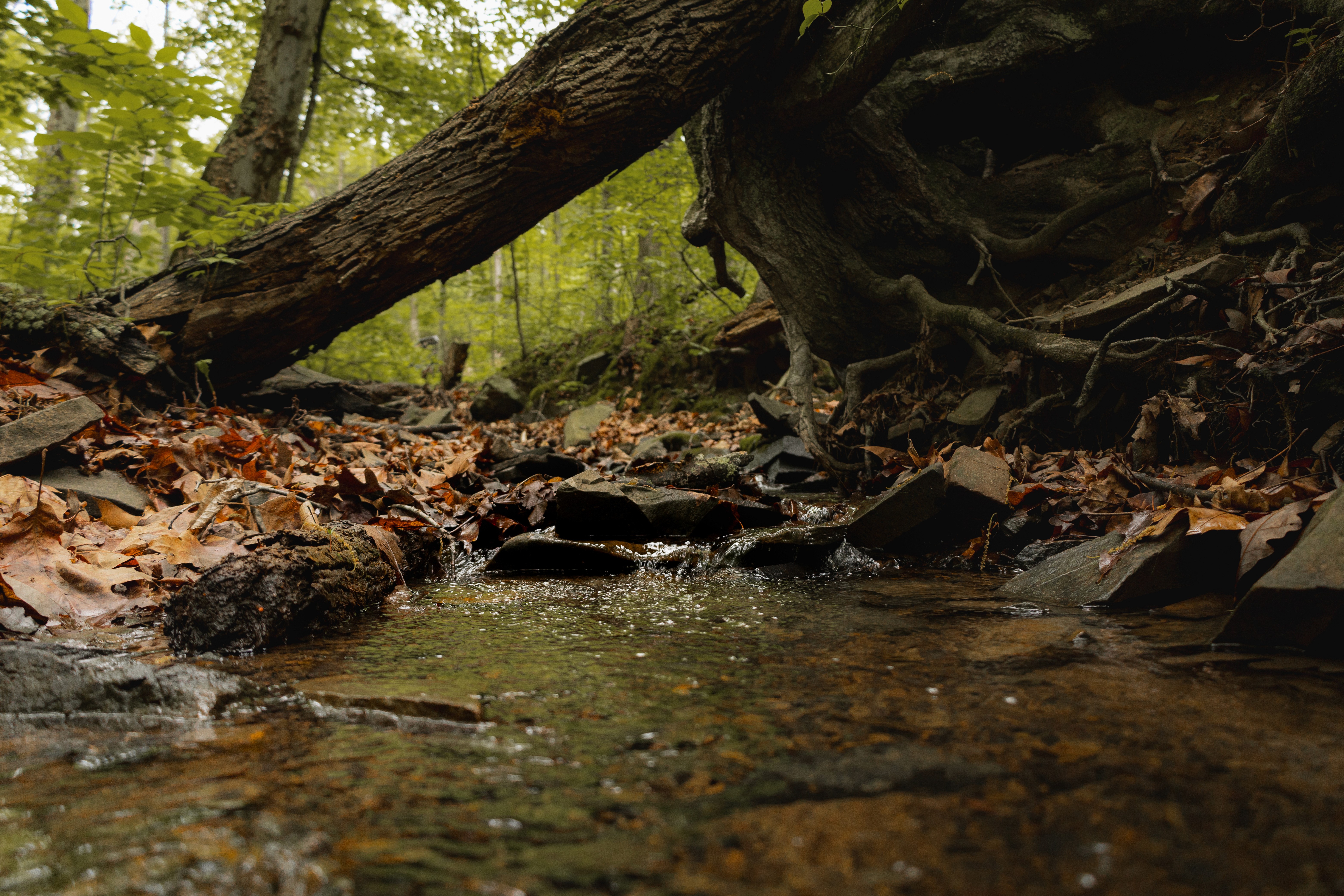 A small stream running through dense forest