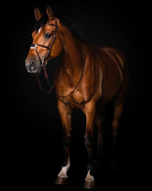 Horse Fine Art Portrait Fade