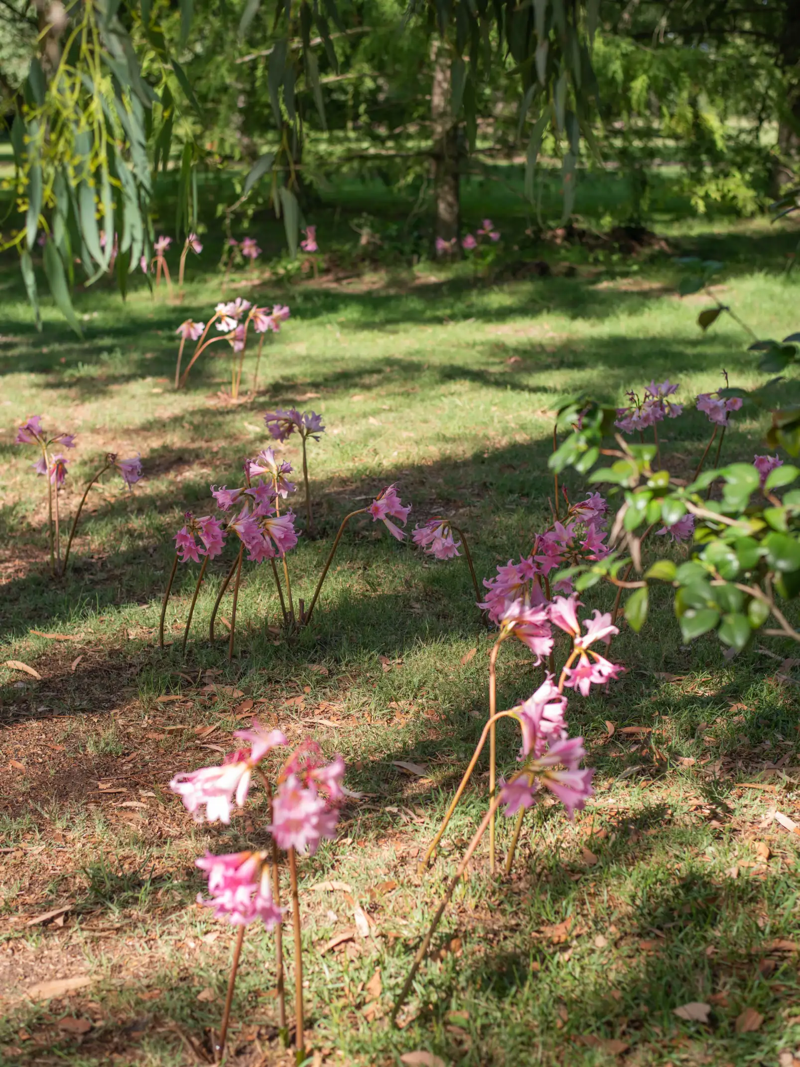 Flores rosadas dispersas entre el césped bajo la sombra de árboles para ambientación poética de jardín.