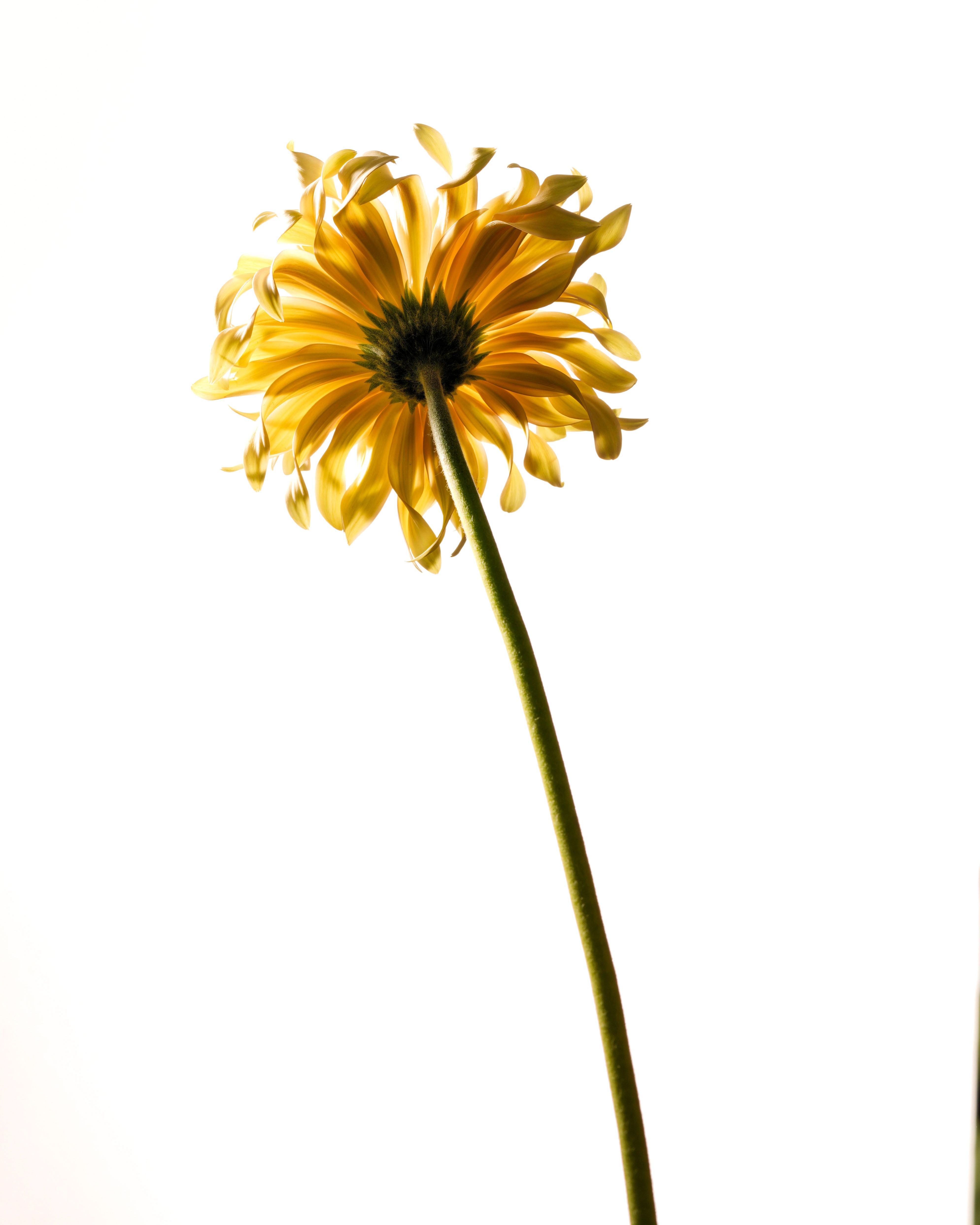 Fleur, Ortie, Photo de studio, Noir et blanc, pierretmae