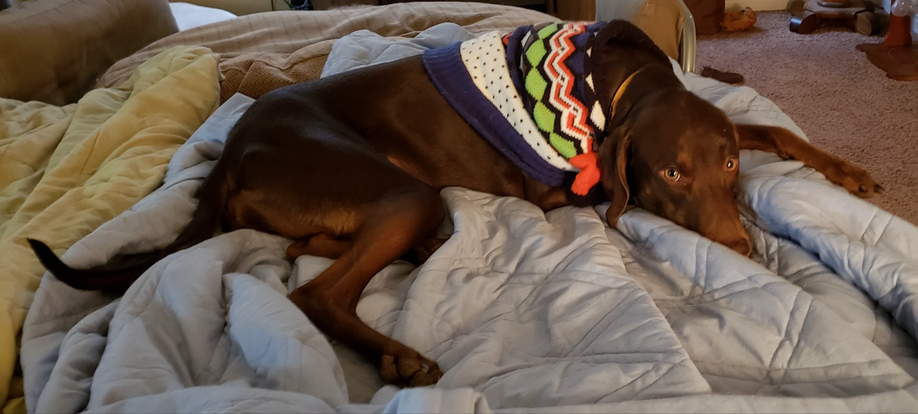 An image of a brown dog wearing a colorful sweater, lying on a grey blanket, sweetly looking at the camera