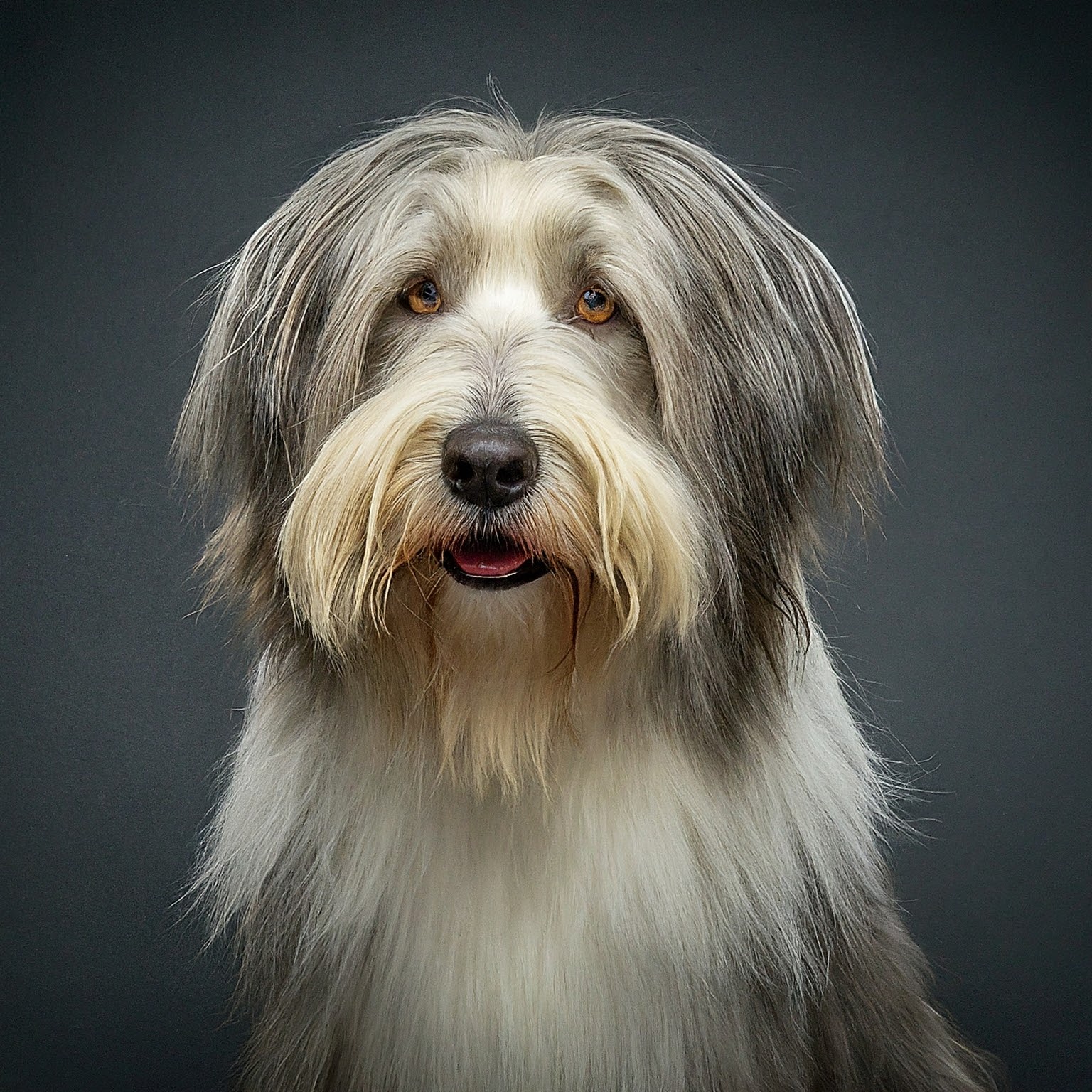 BUDDYUNO, Bearded Collie