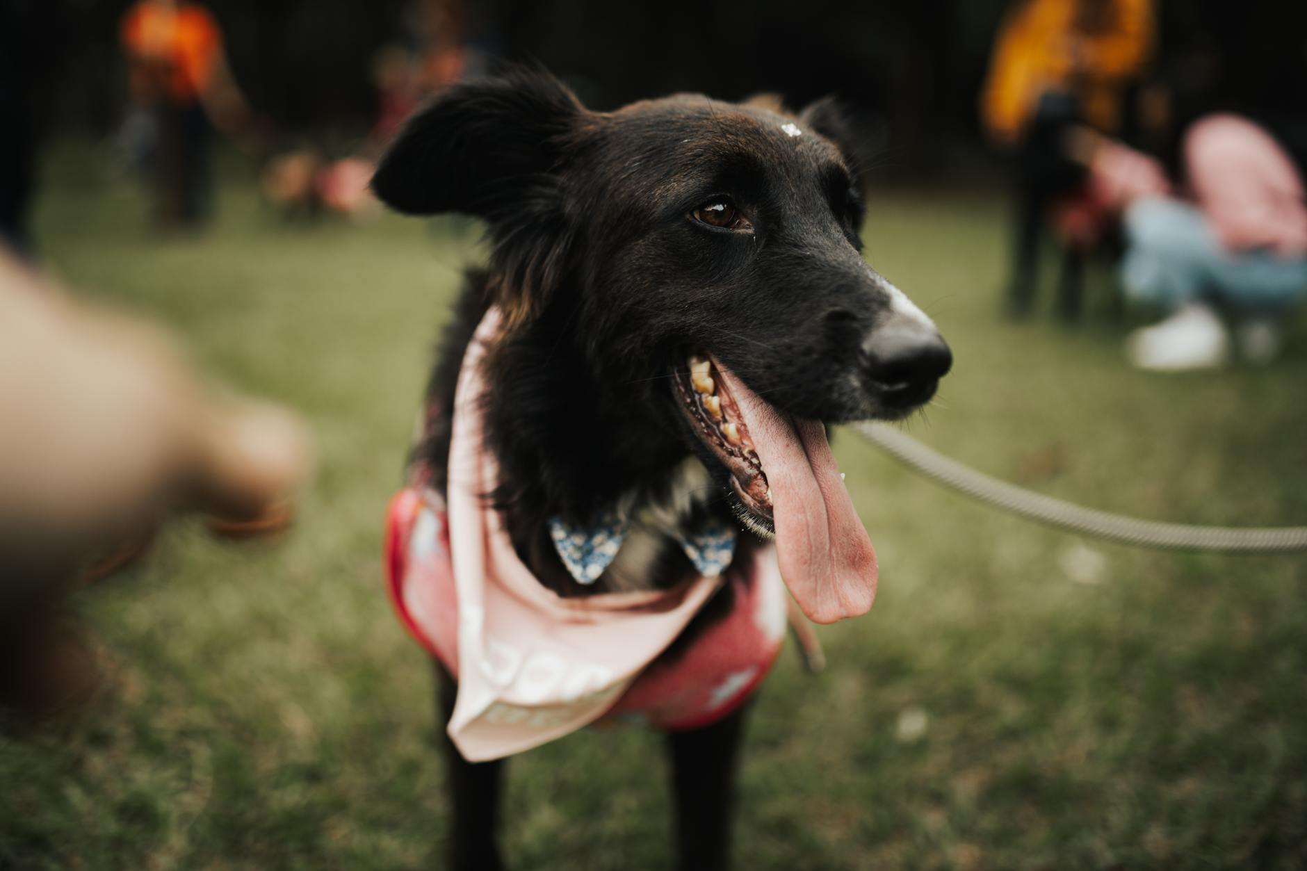 Cute black dog with a bandana and tongue out enjoying a day at the park.
