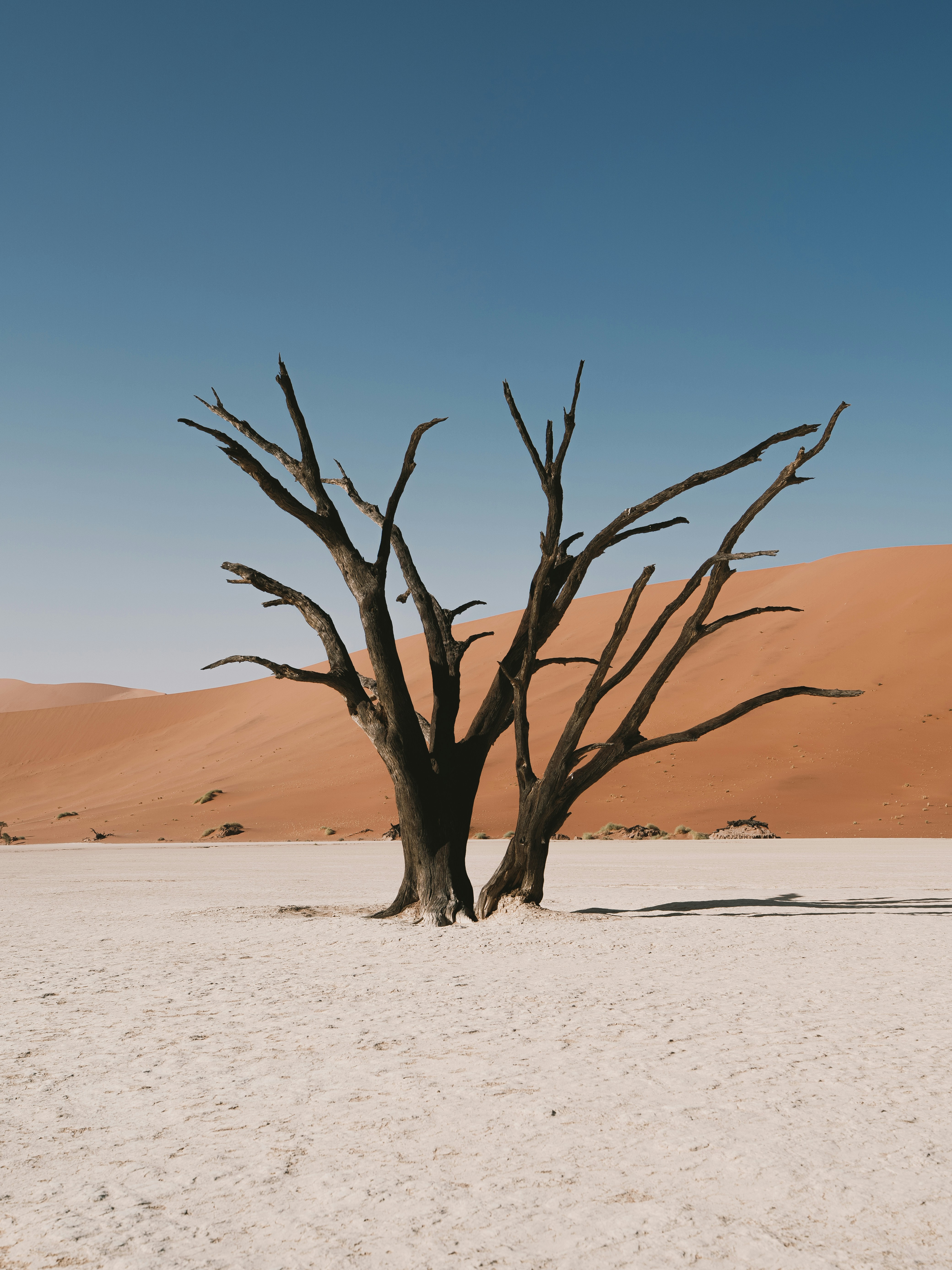Dead trees in a vast desert landscape