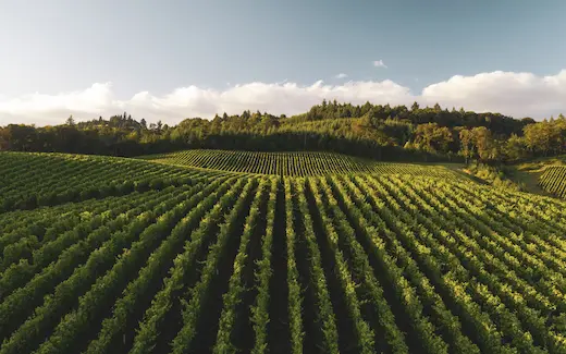 A photo of an agricultural field