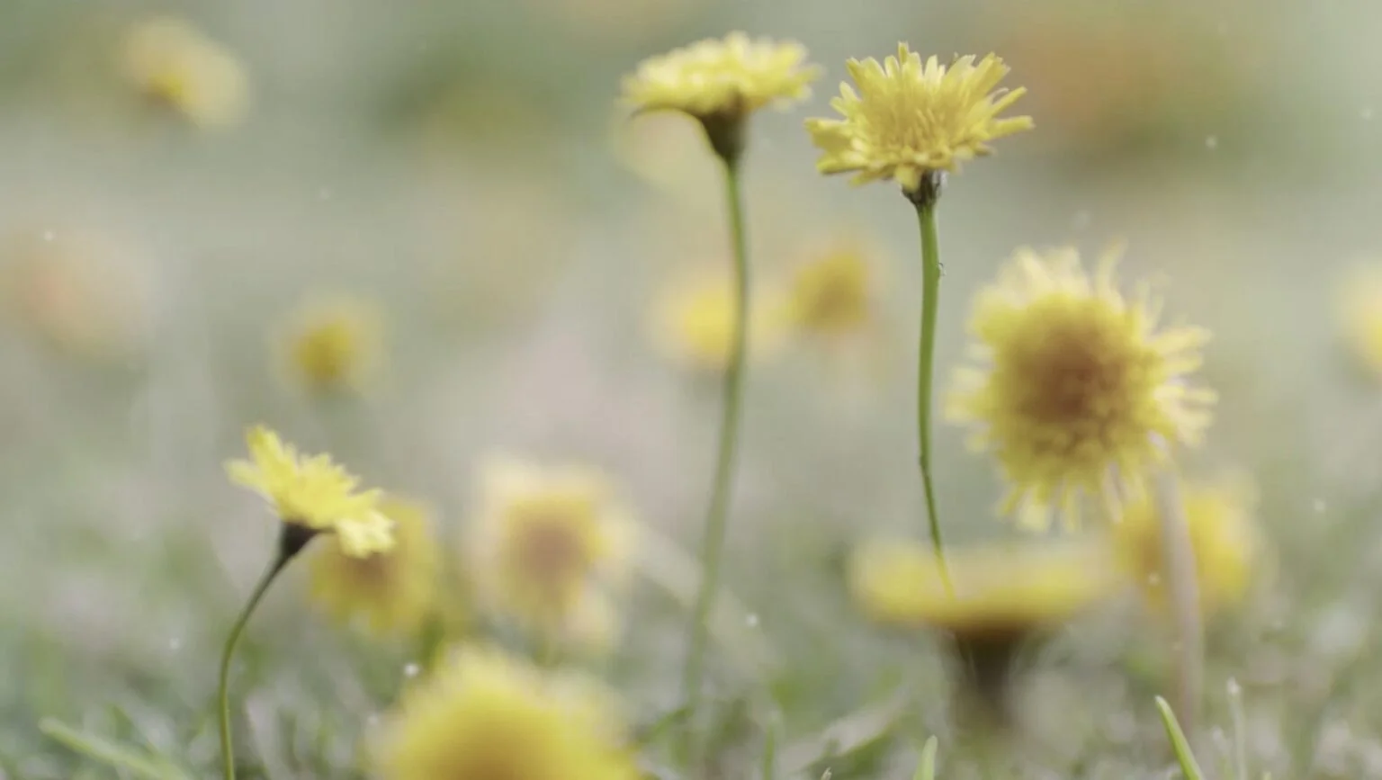 Soft-focus yellow wildflowers in a lawn, from Ryobi's 'Extend Your Power' campaign